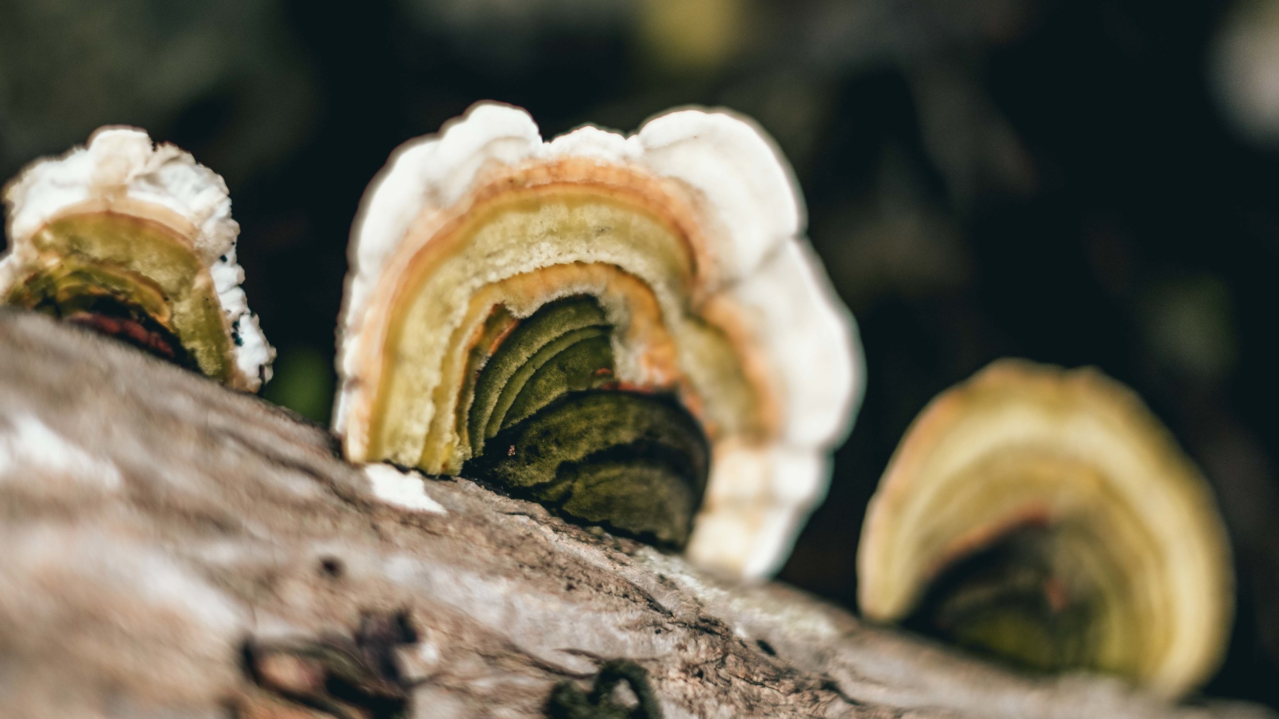 Climbing Puerto Rico - Jesse Echevarria