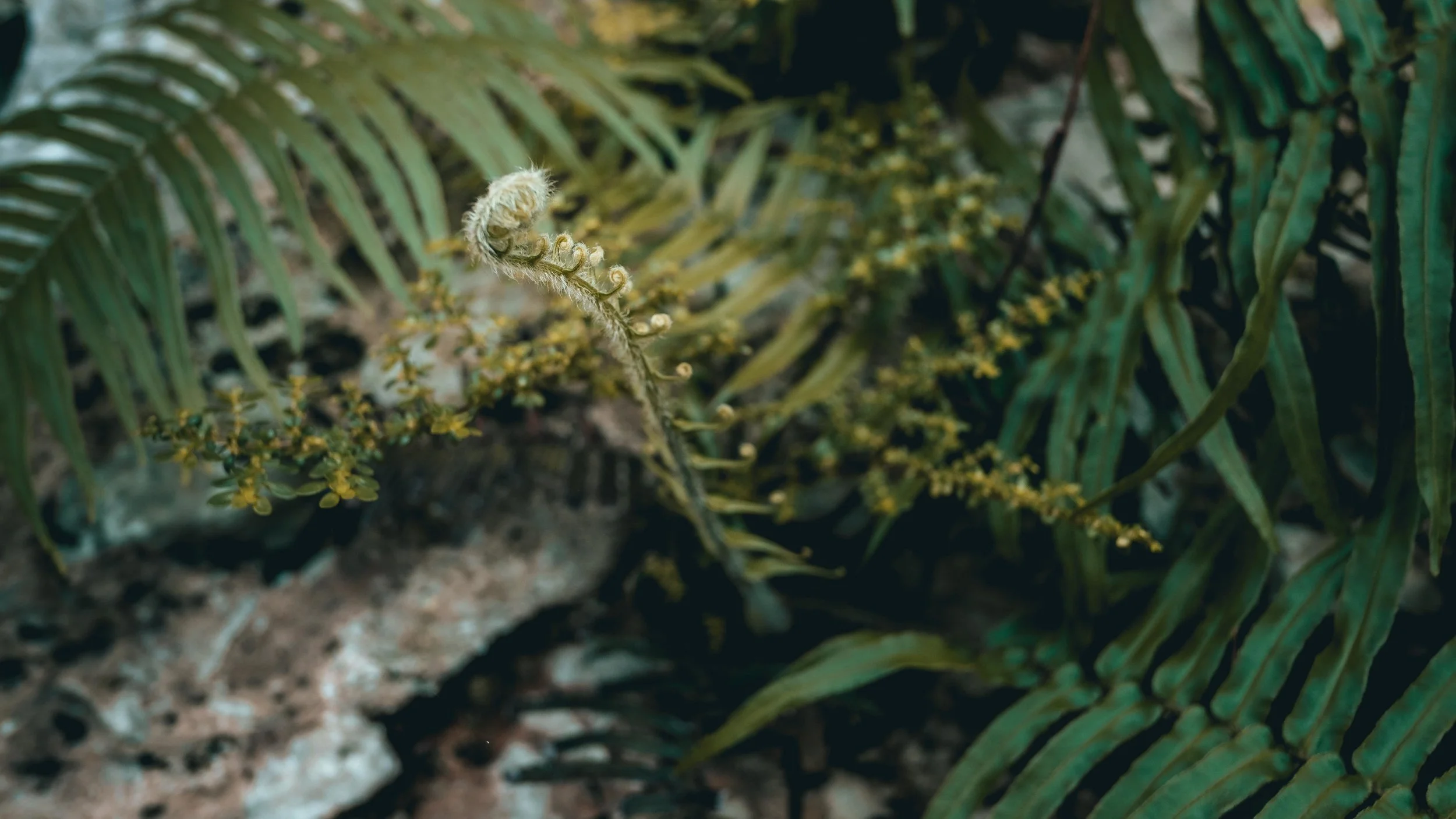 Climbing Puerto Rico - Jesse Echevarria