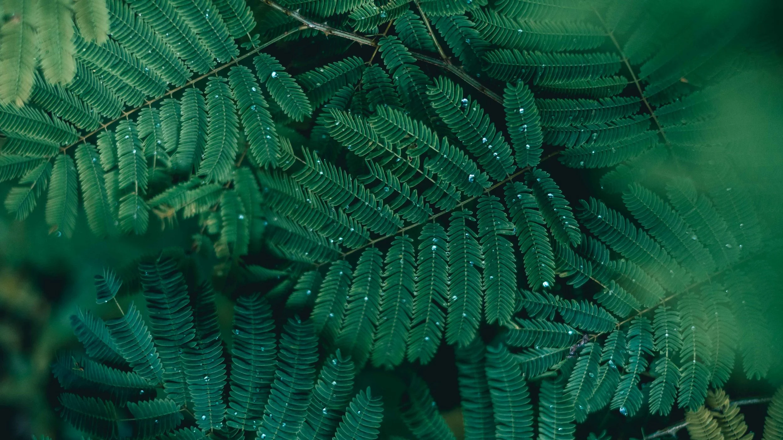 Climbing Puerto Rico - Jesse Echevarria-10.jpg
