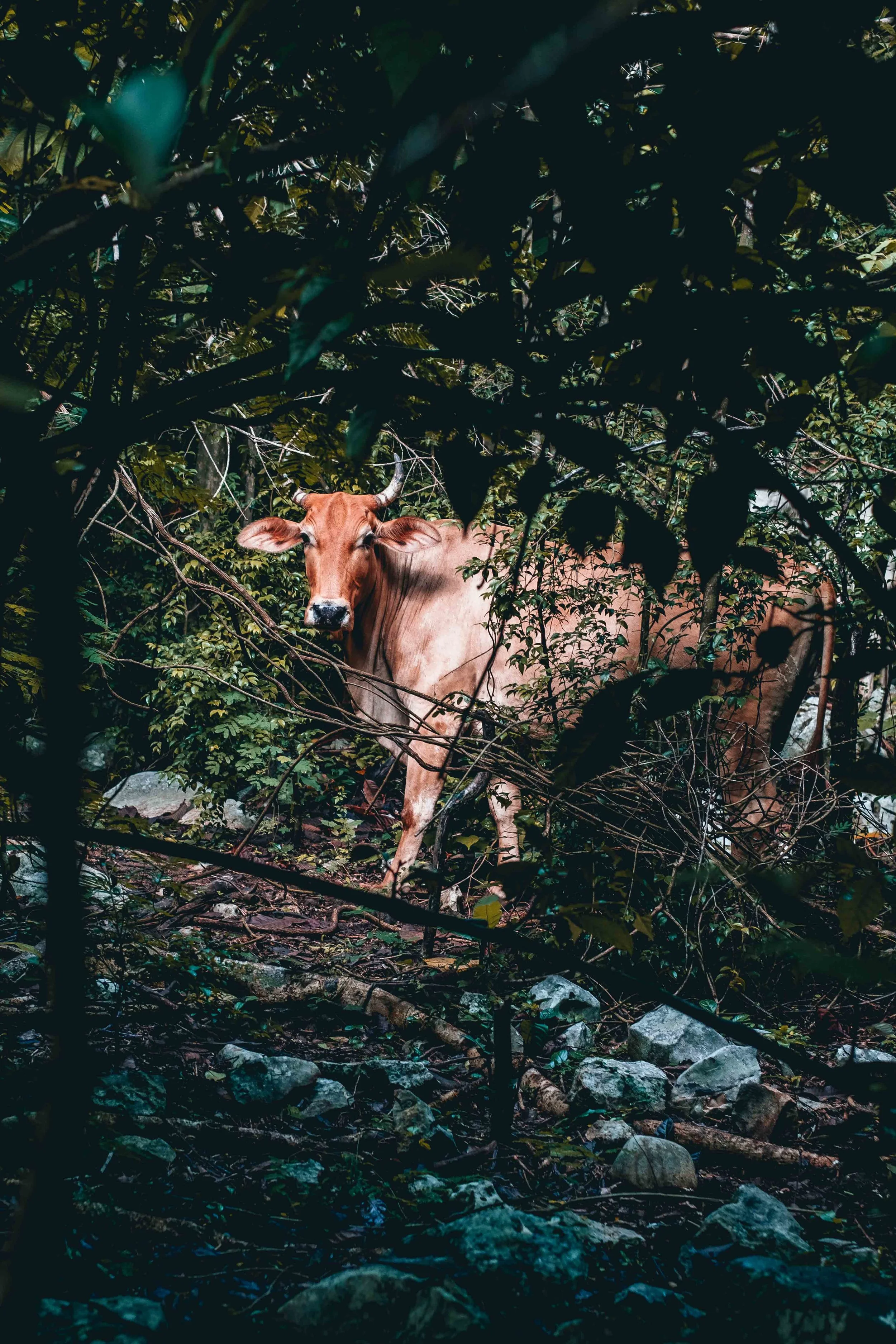 Climbing Puerto Rico - Jesse Echevarria