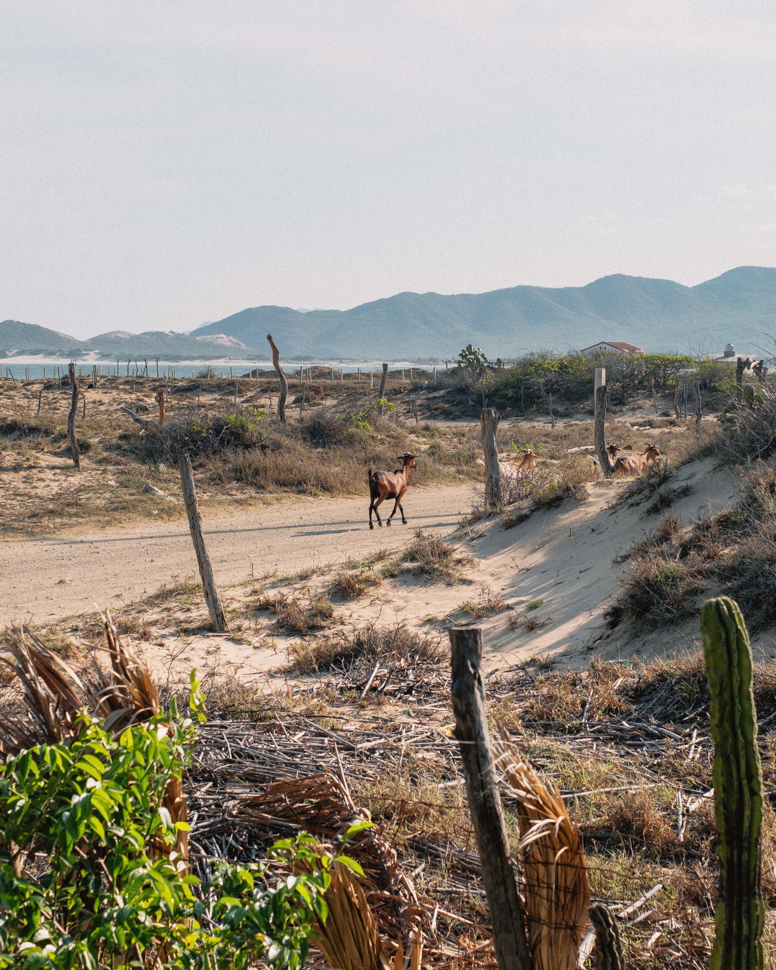 Jesse Echevarria Photography