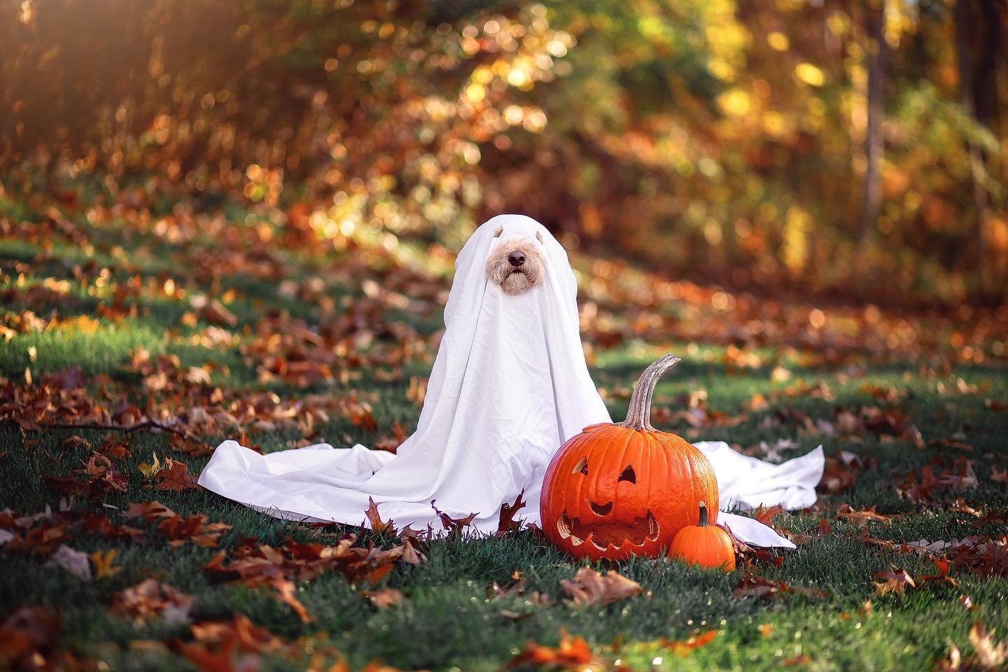 If you don't believe in ghosts, how do you explain this? 
.
#finneganbarley #ghost #halloween #costume #ghosttrend #ghostdog #spooky #pumpkin #dogcostume