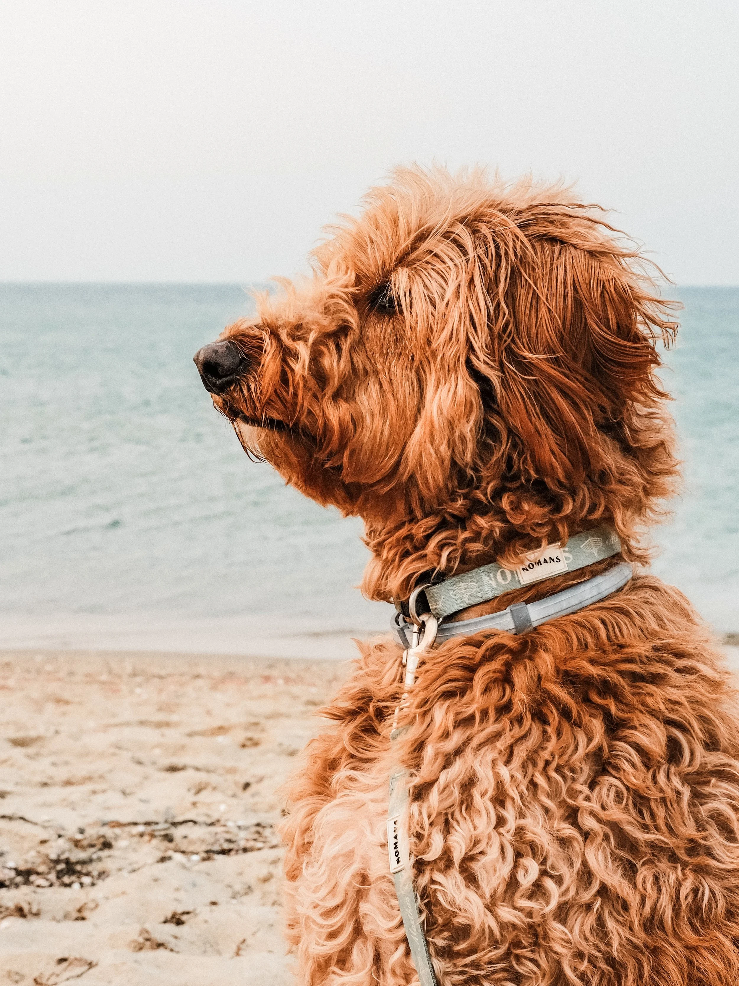 Happy national dog day to all who celebrate. 🐾
#nationaldogday #marthasvineyard #missmillie #beachdog