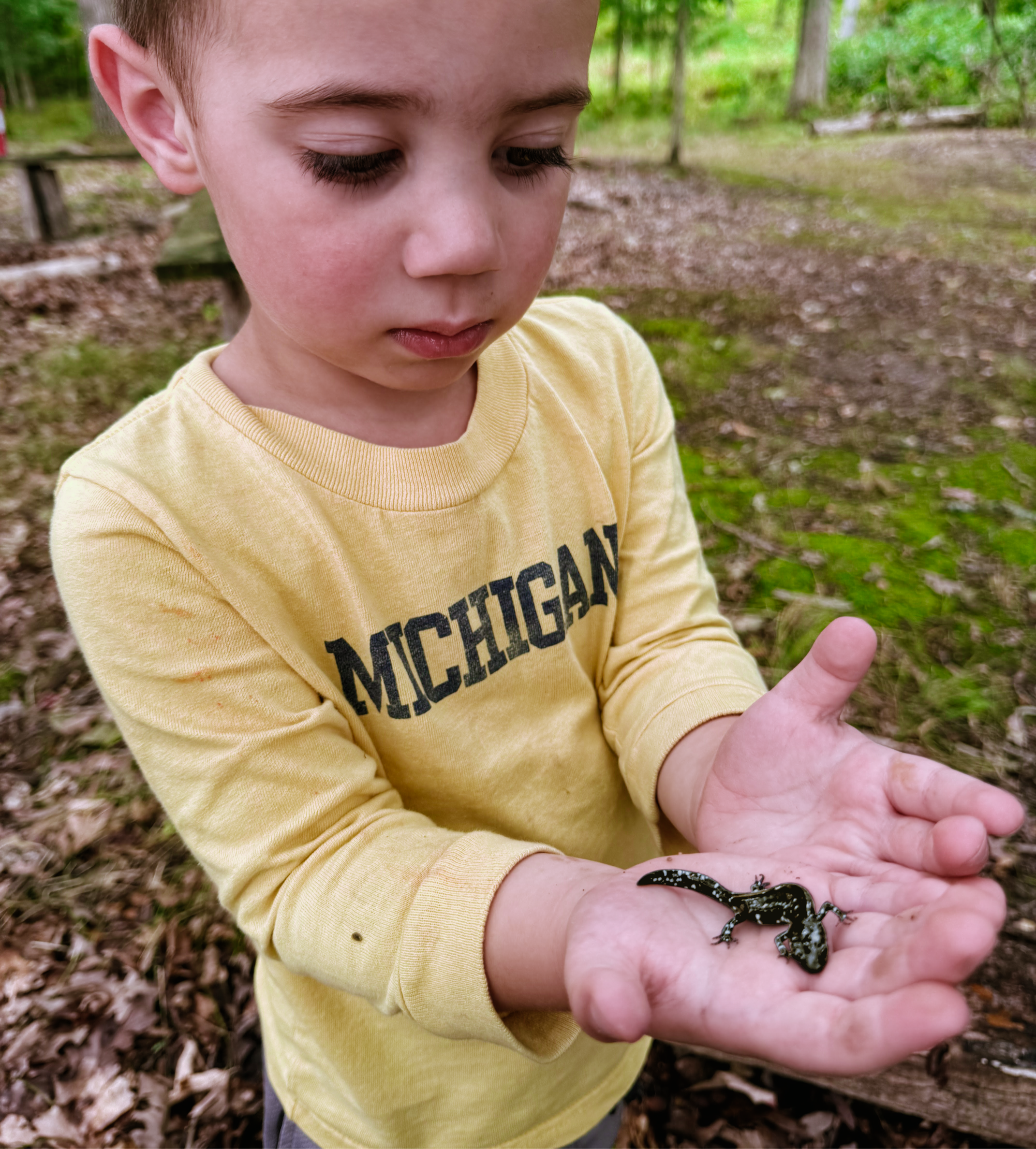 salamander in hands.png