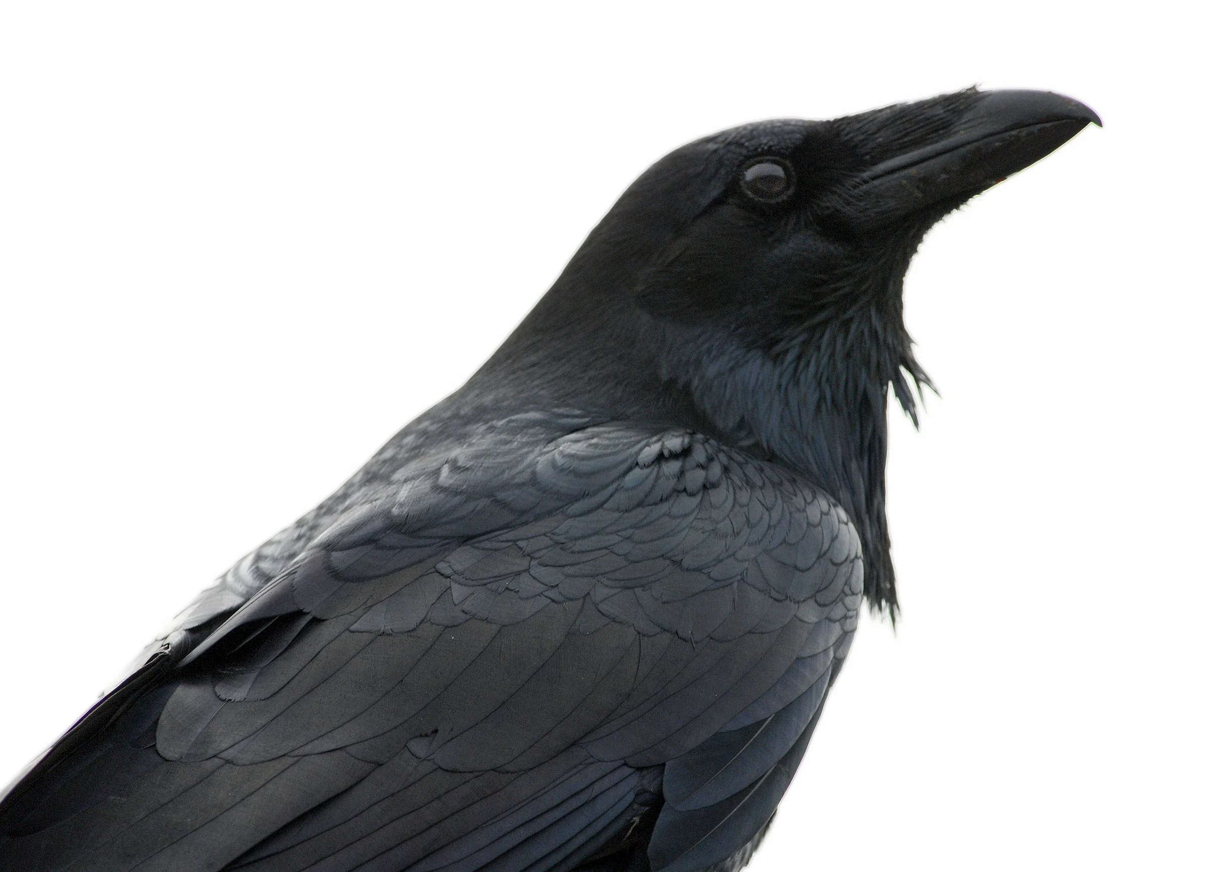 Raven. Photo: Minette Layne /Flickr (CC BY-NC 2.0)