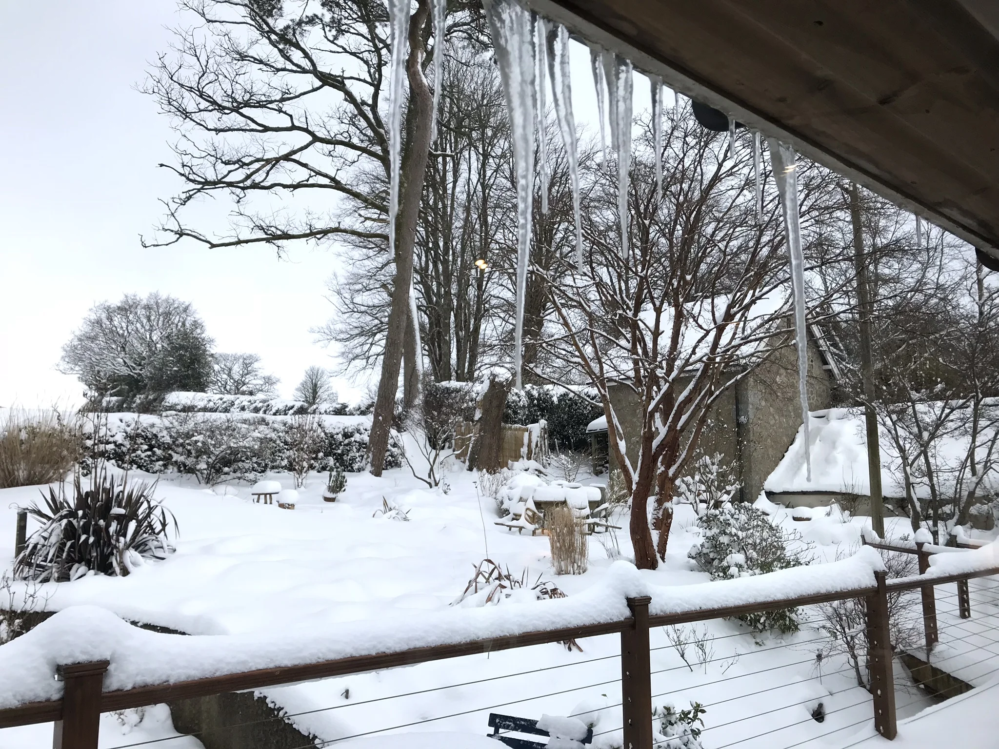 Acer grisseum& icicles.jpg