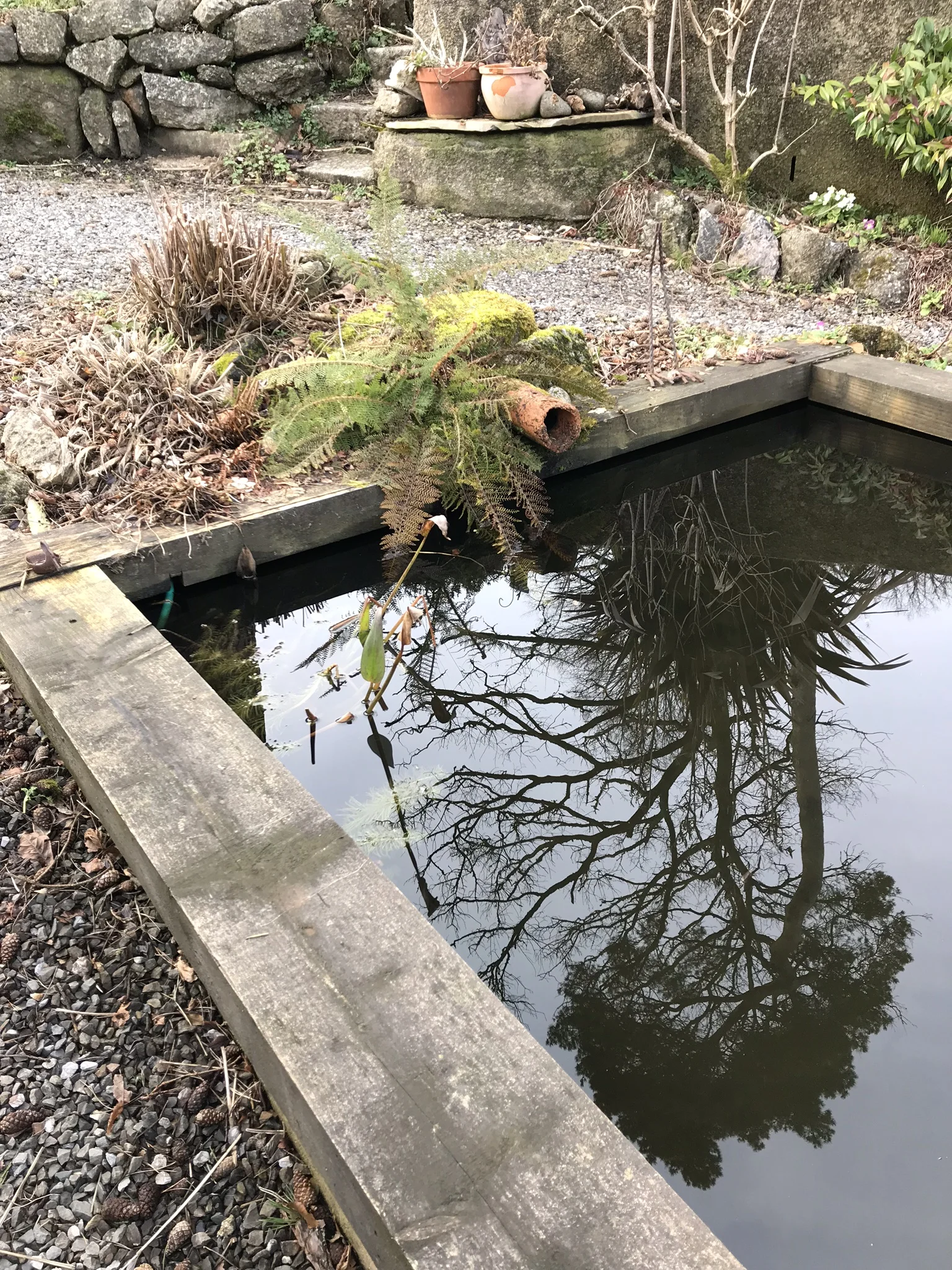 bare pond18Feb.jpg