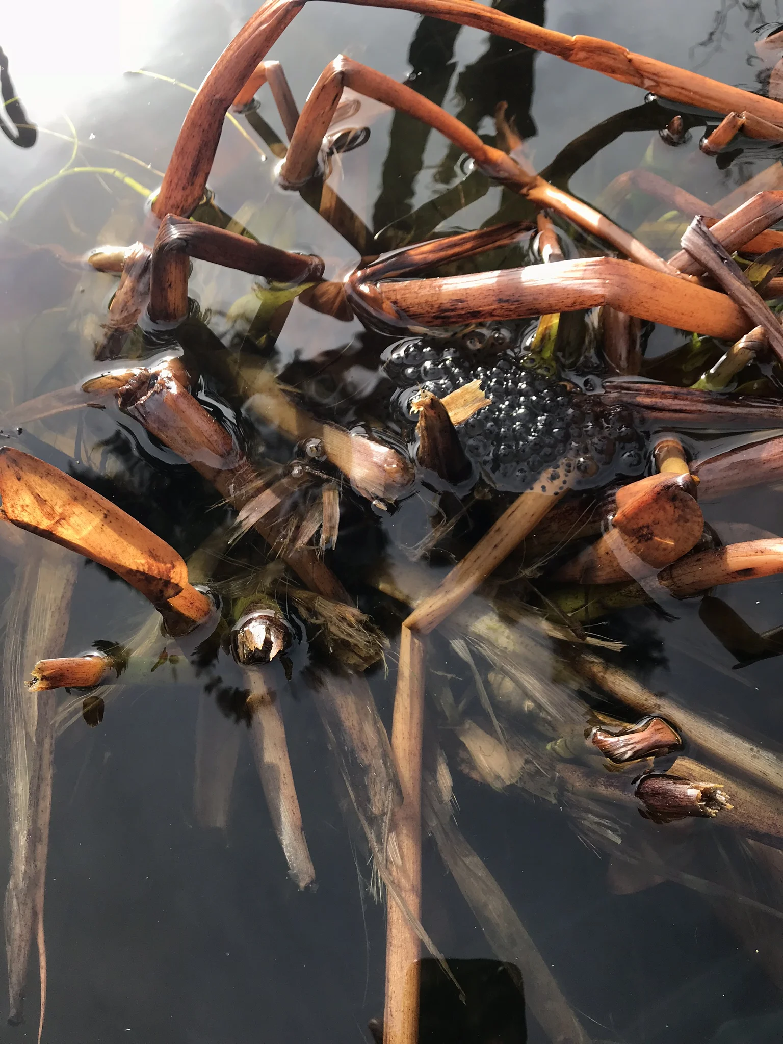 frogspawn10Mar.jpg
