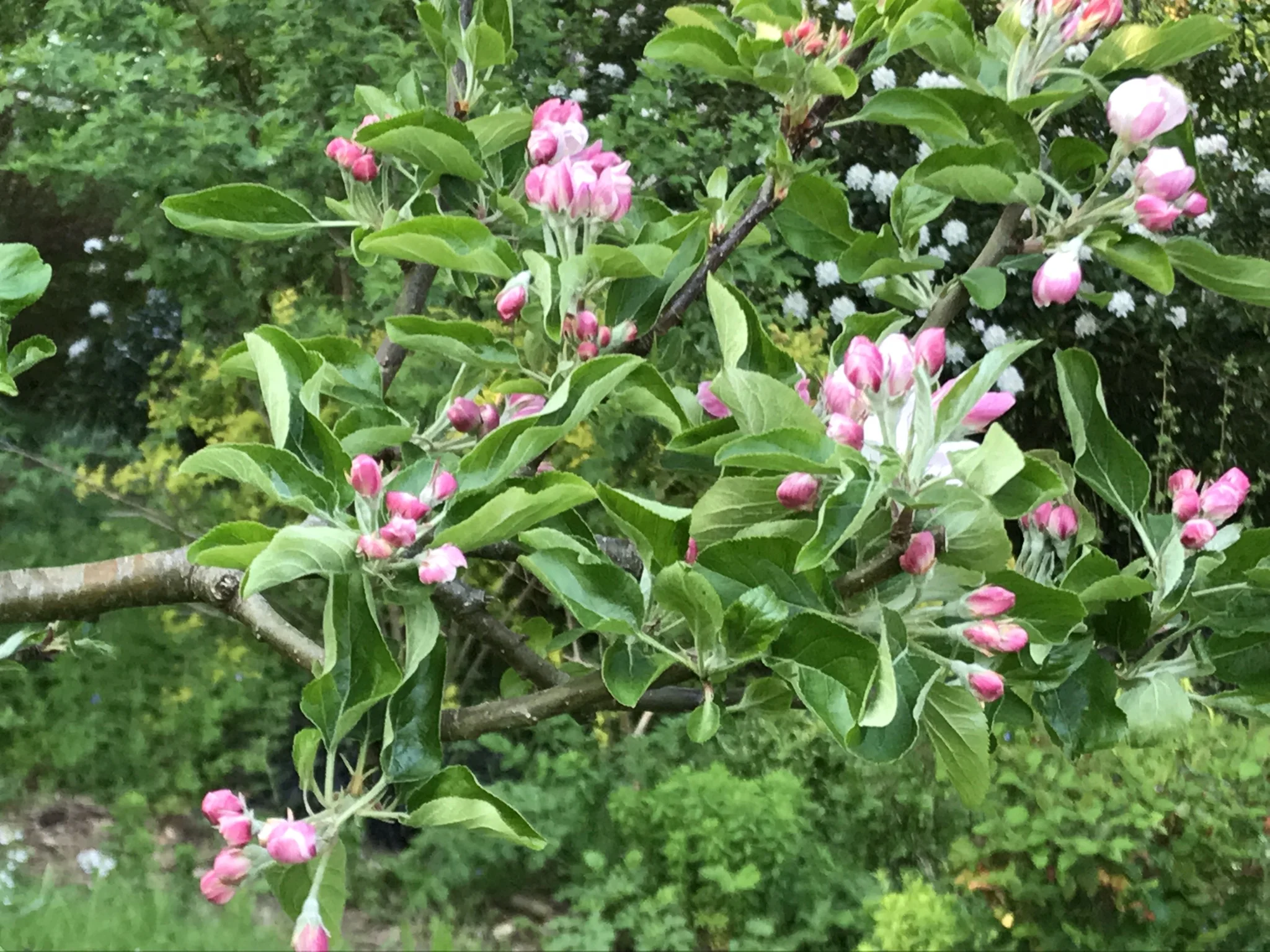 7th May St Olaves Orchard & shrubbery behind
