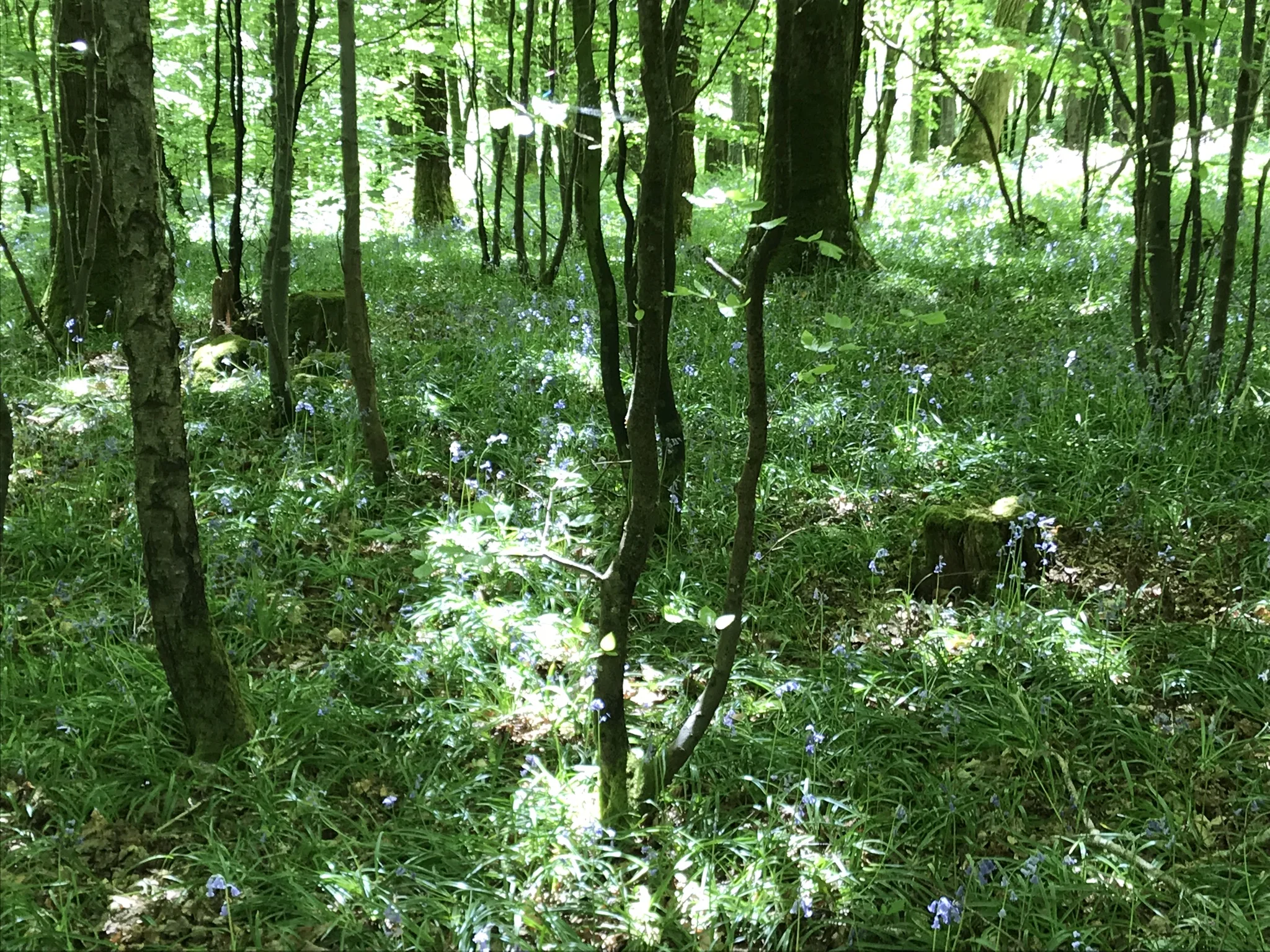 BluebelwoodIMG_5279.jpg