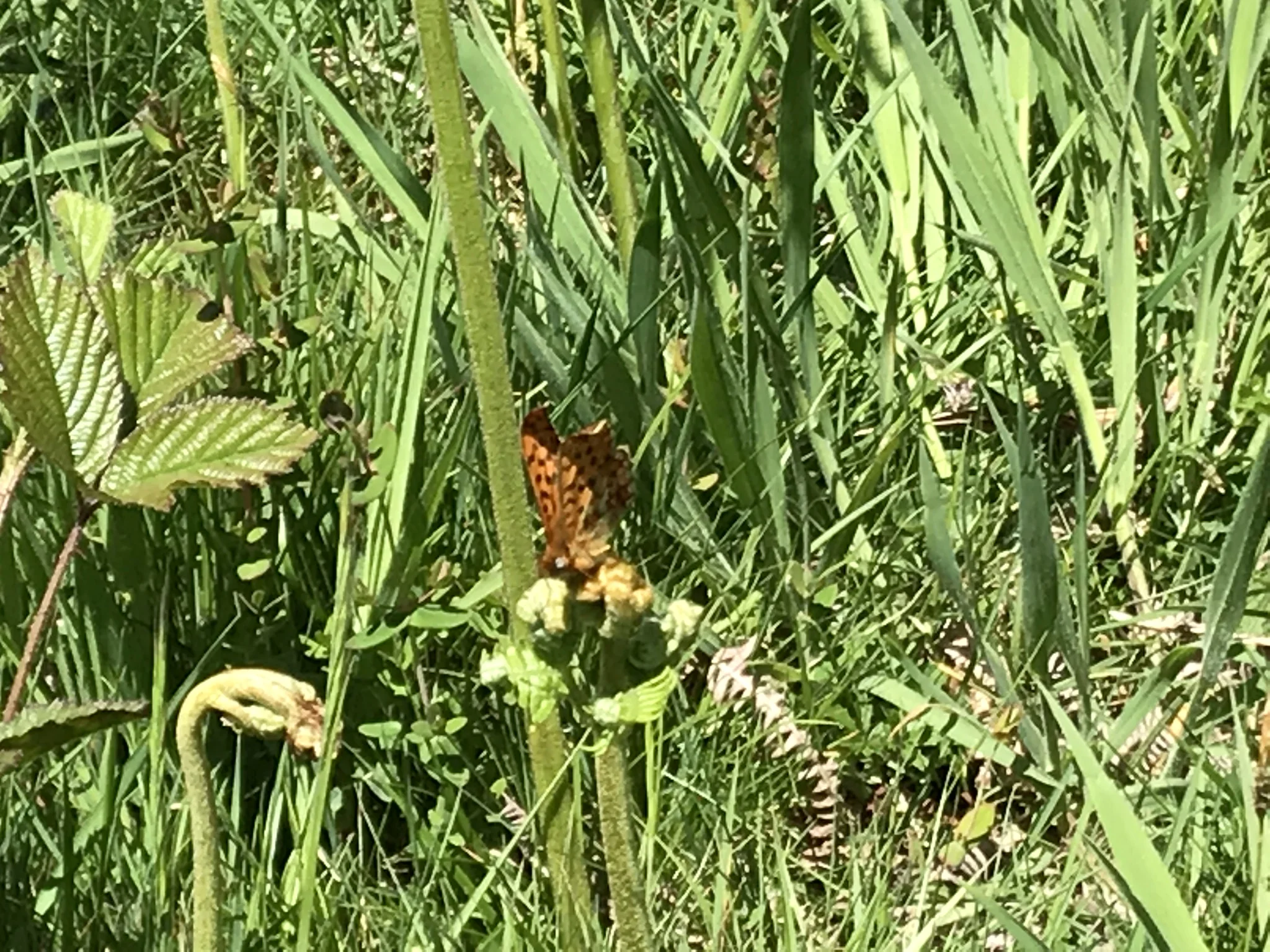 Fritilary2_IMG_5291.jpg
