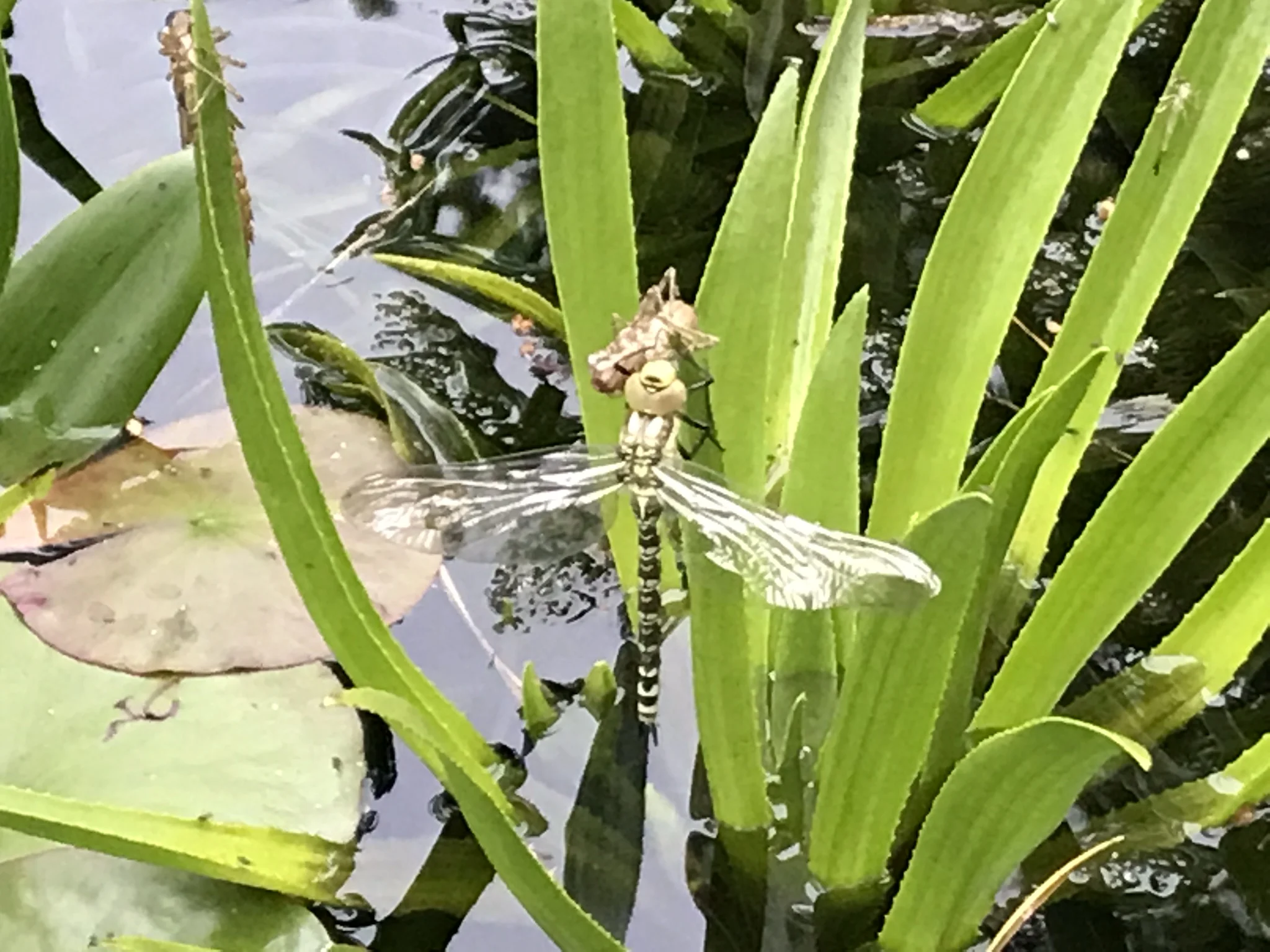 goldenringed dragon.jpg