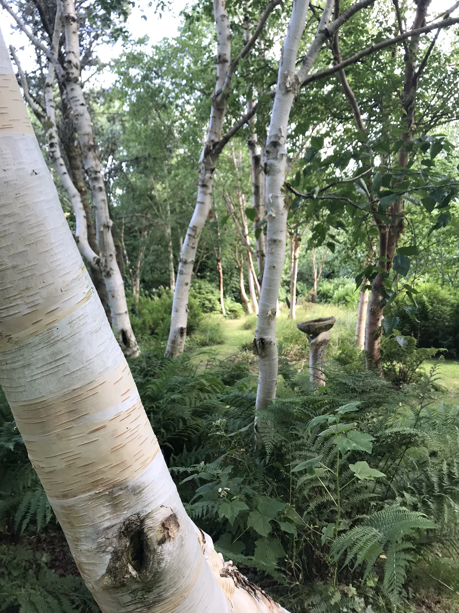 birches&bbath_IMG_6041.jpg