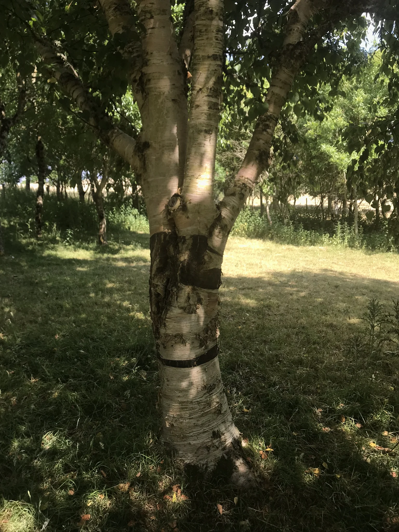 treeas sculptIMG_5988.jpg