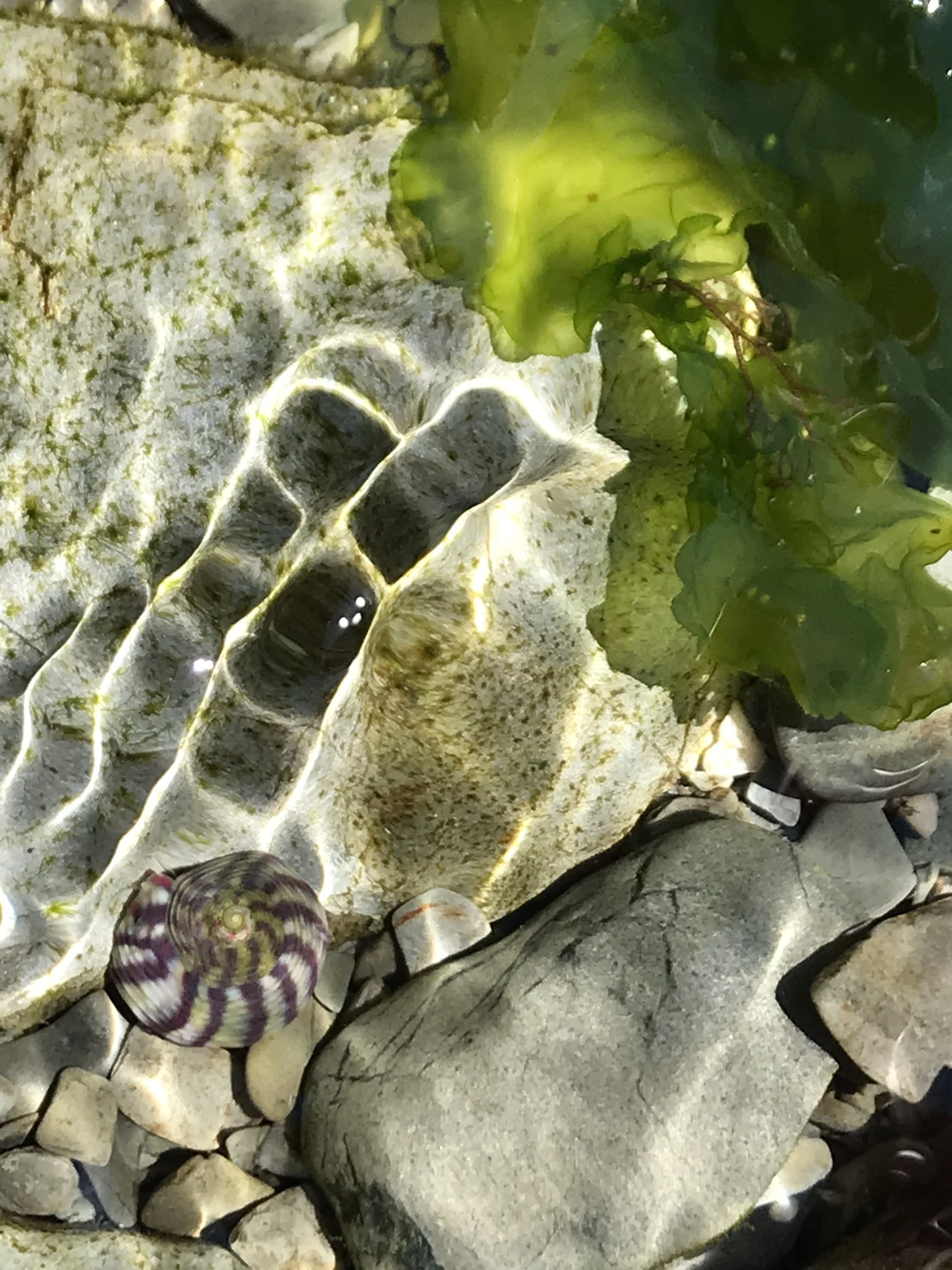 Rock_pool.jpg