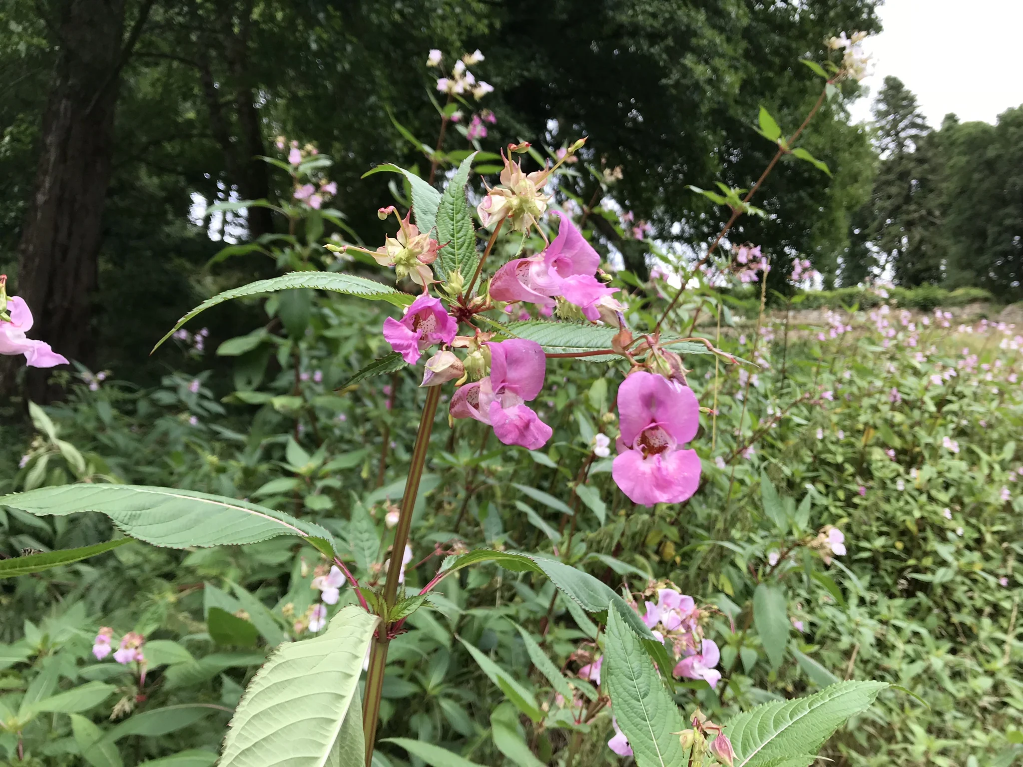 Himalayan Balsam.jpg