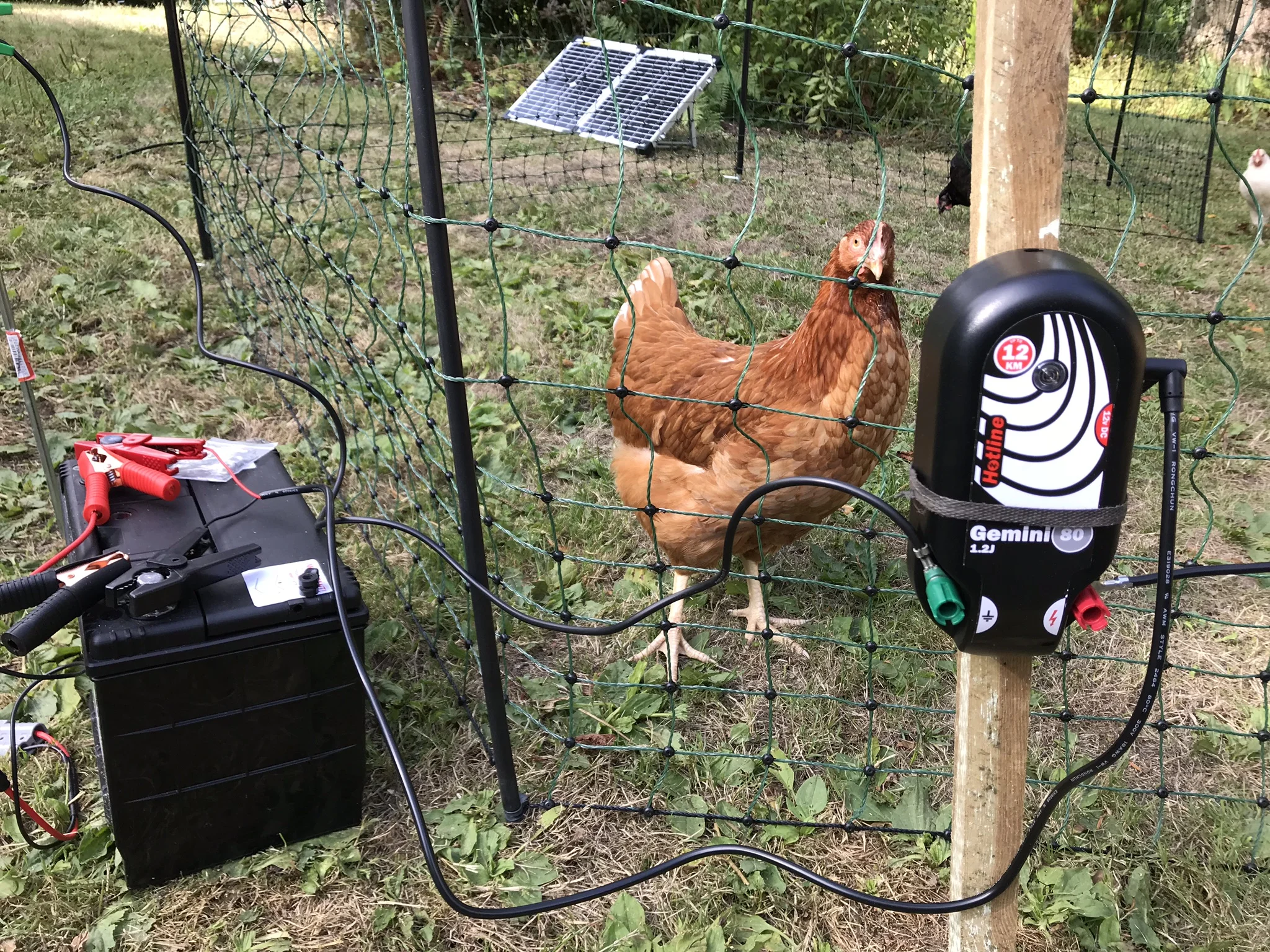 JC & lectric fence.jpeg