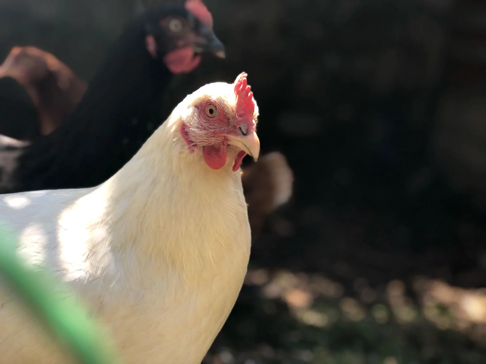 chickensa.jpg