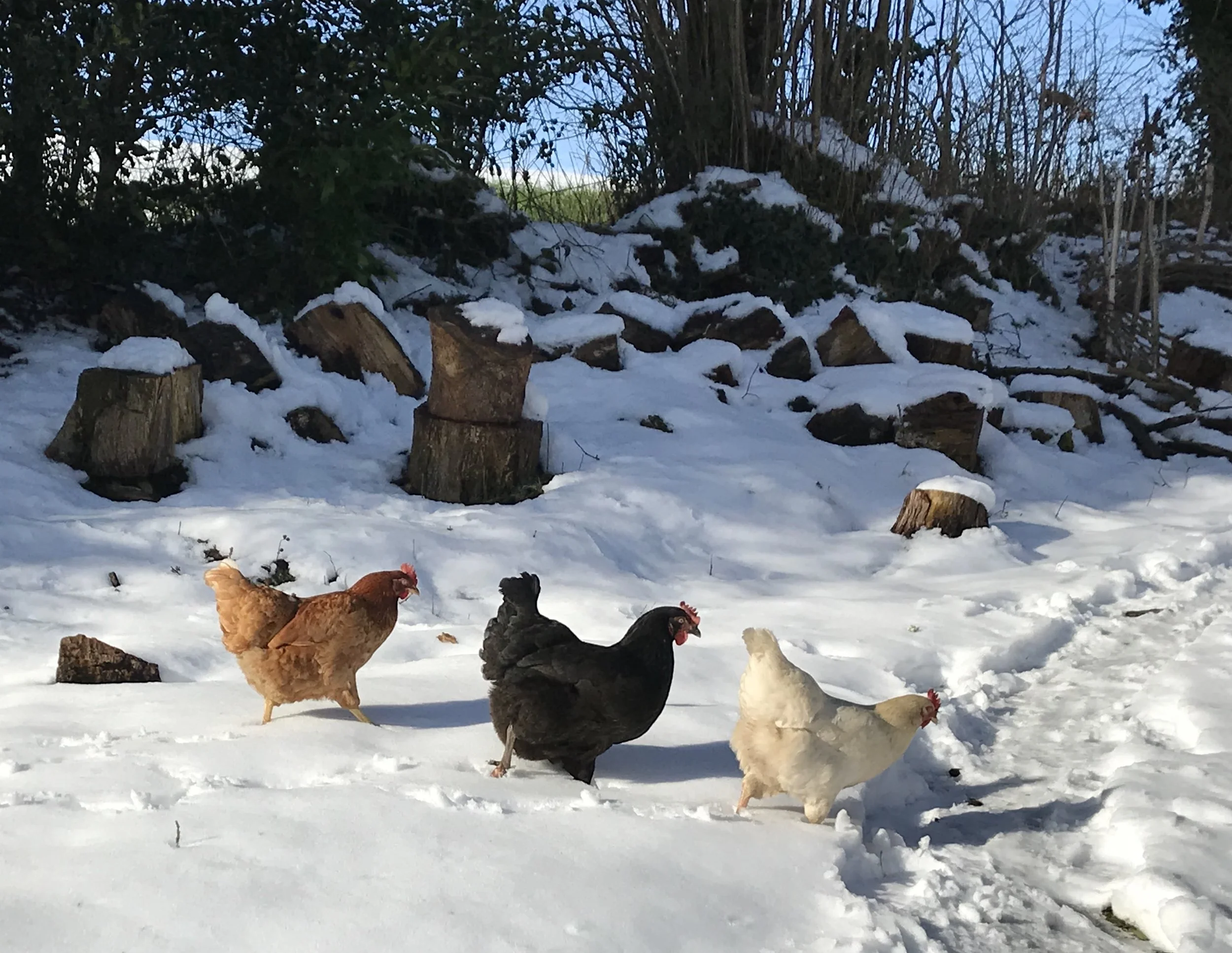 3eggsplorers.jpeg