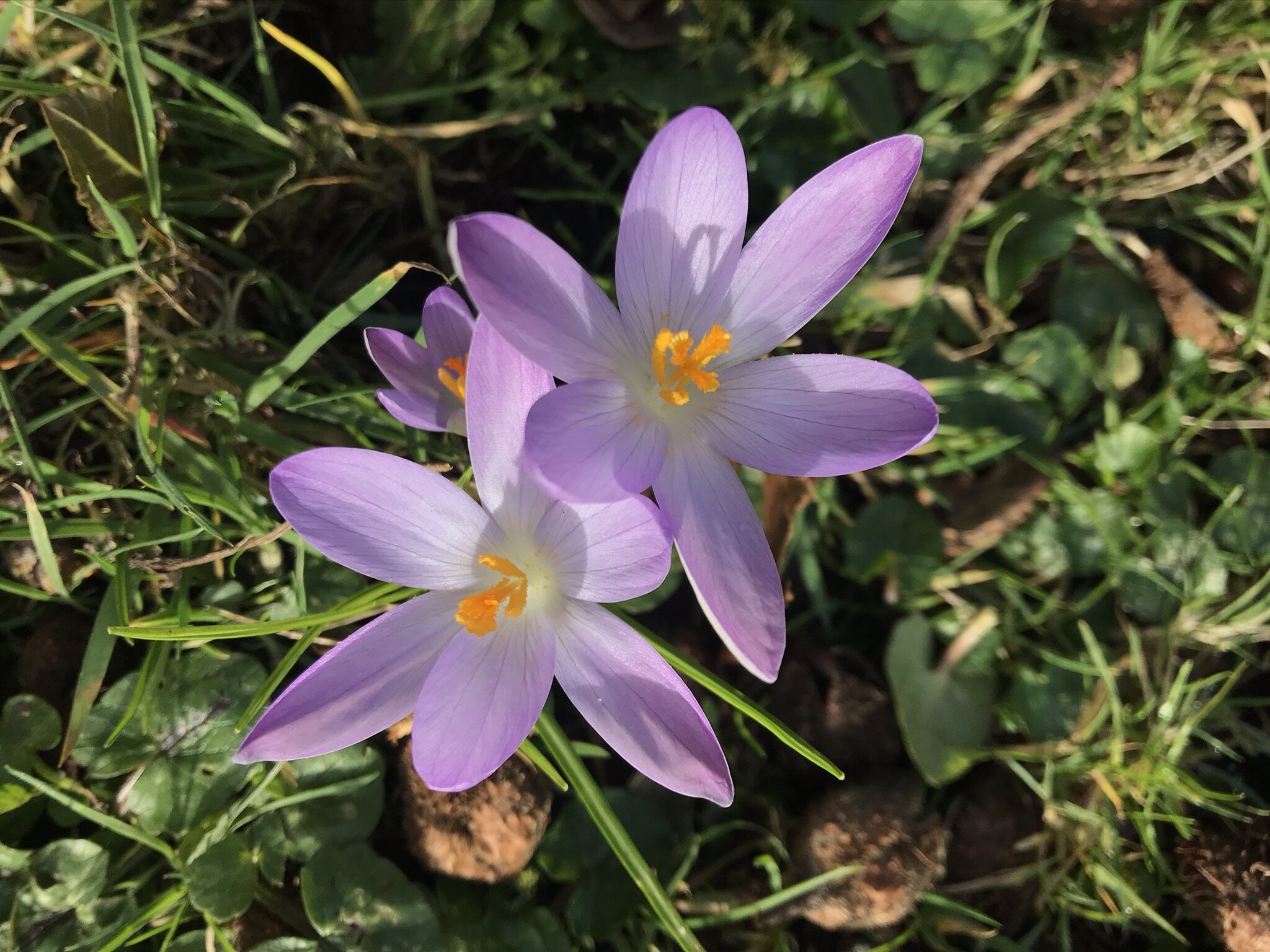 crocus open to sun.jpeg