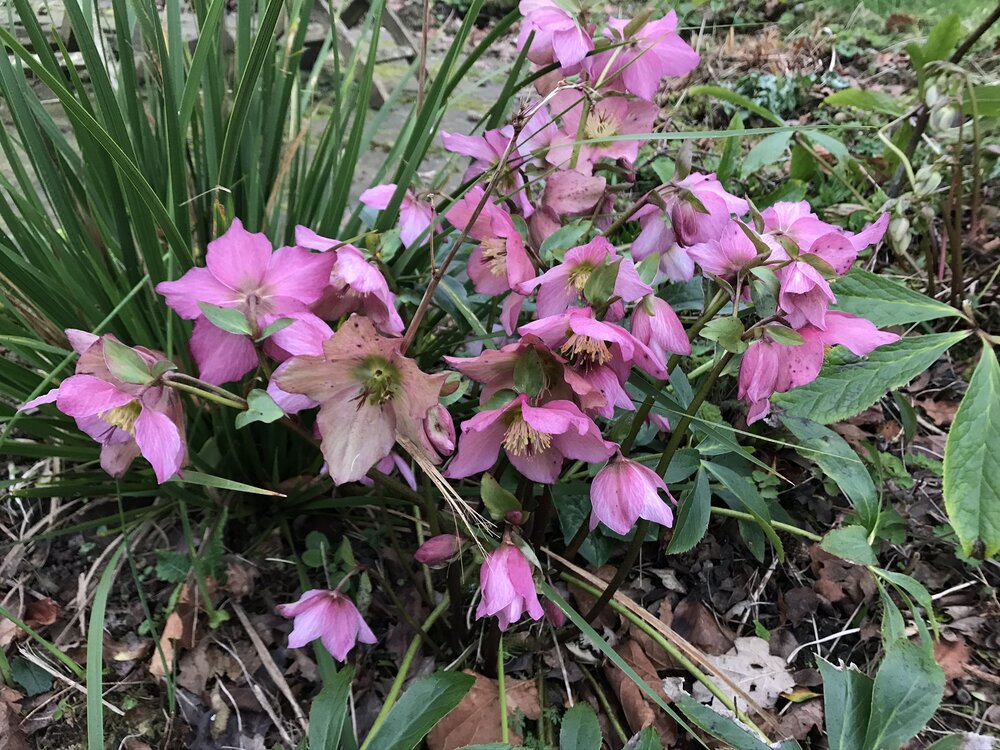 pink hellebore.jpeg