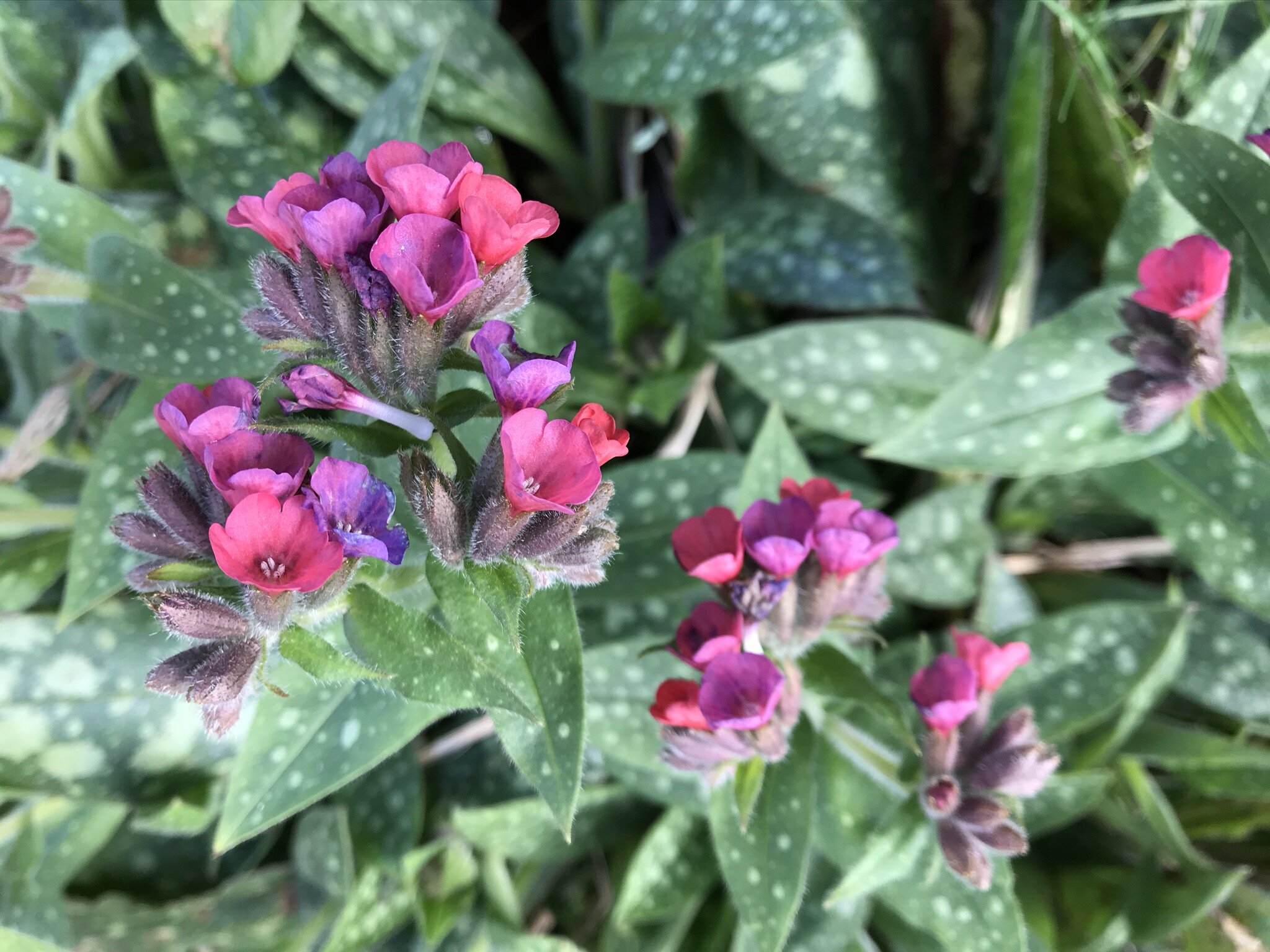 pulmonaria.jpeg