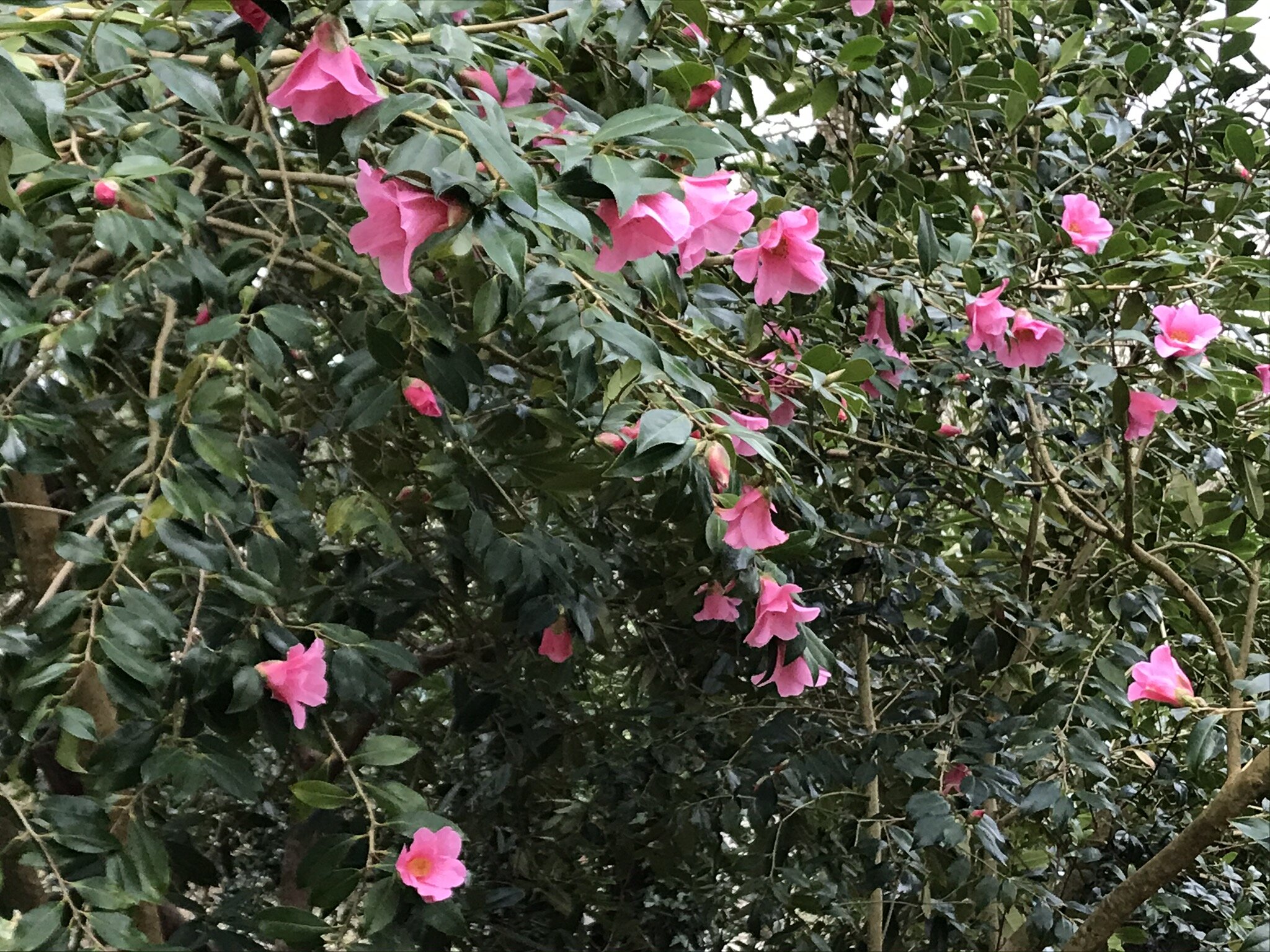 camellia.jpeg
