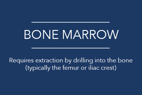 bone marrow.png