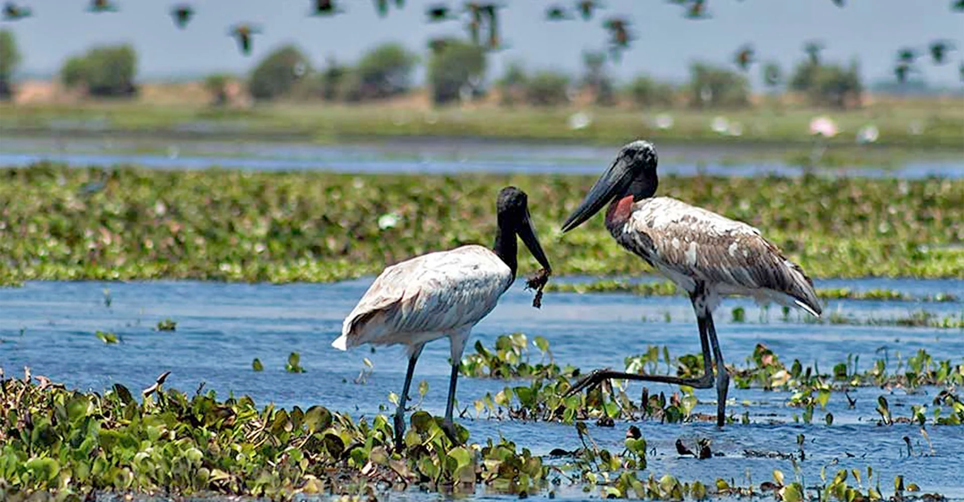 BelizeJabiru.jpg