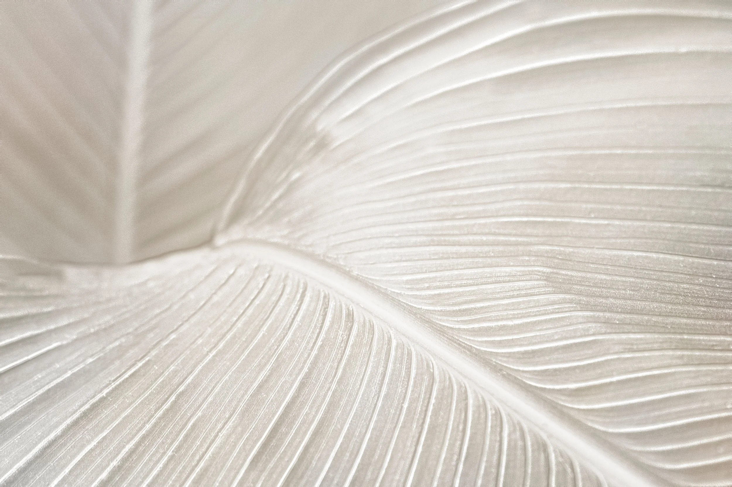 creamy-bird-paradise-leaf-background-design-resource.jpg