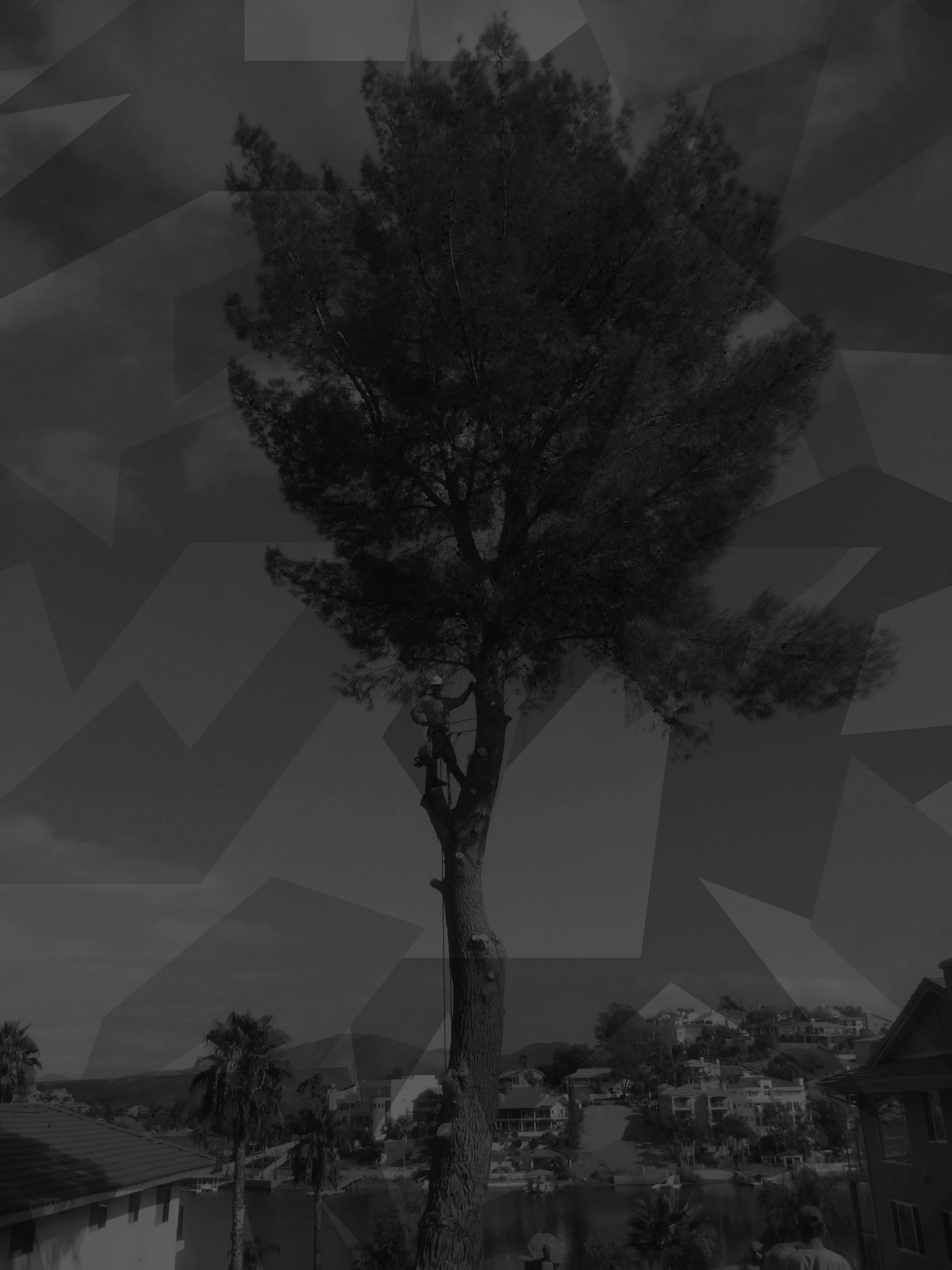 DylanDixonTreeService-TreeTrimming-3-Grey.jpg
