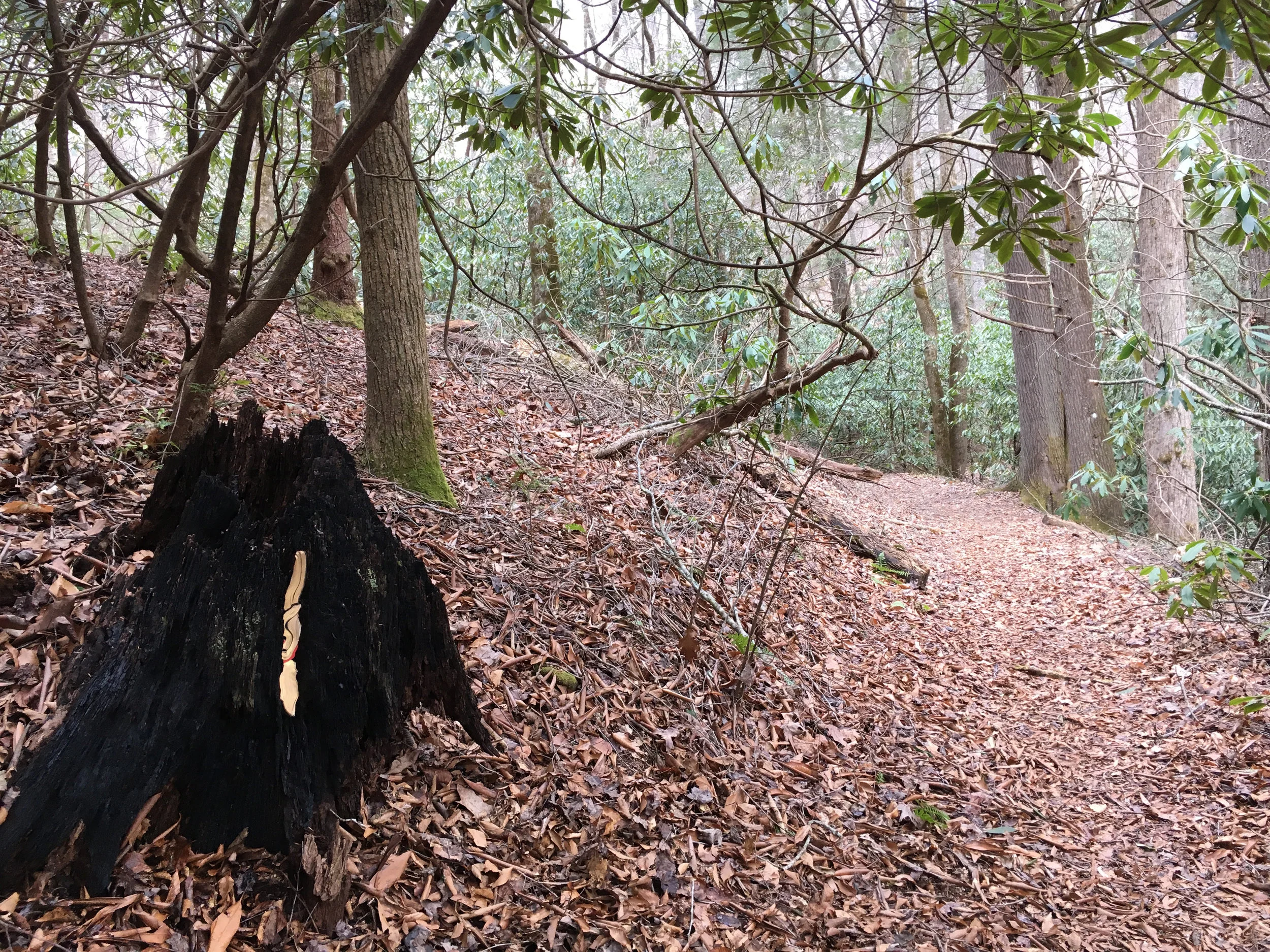 cove-forest-marker.jpg