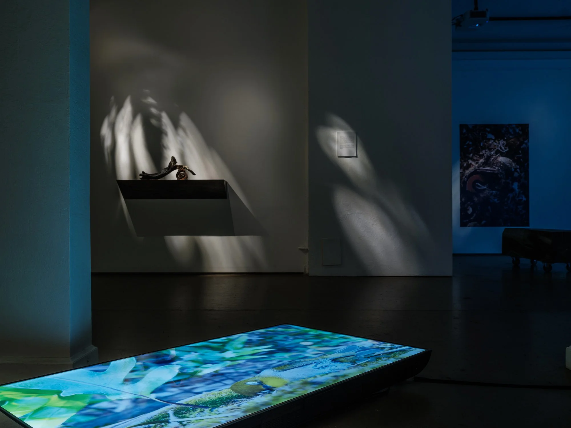  Do the Trees and Plants Whisper Secrets to you? [Video in Foreground].  