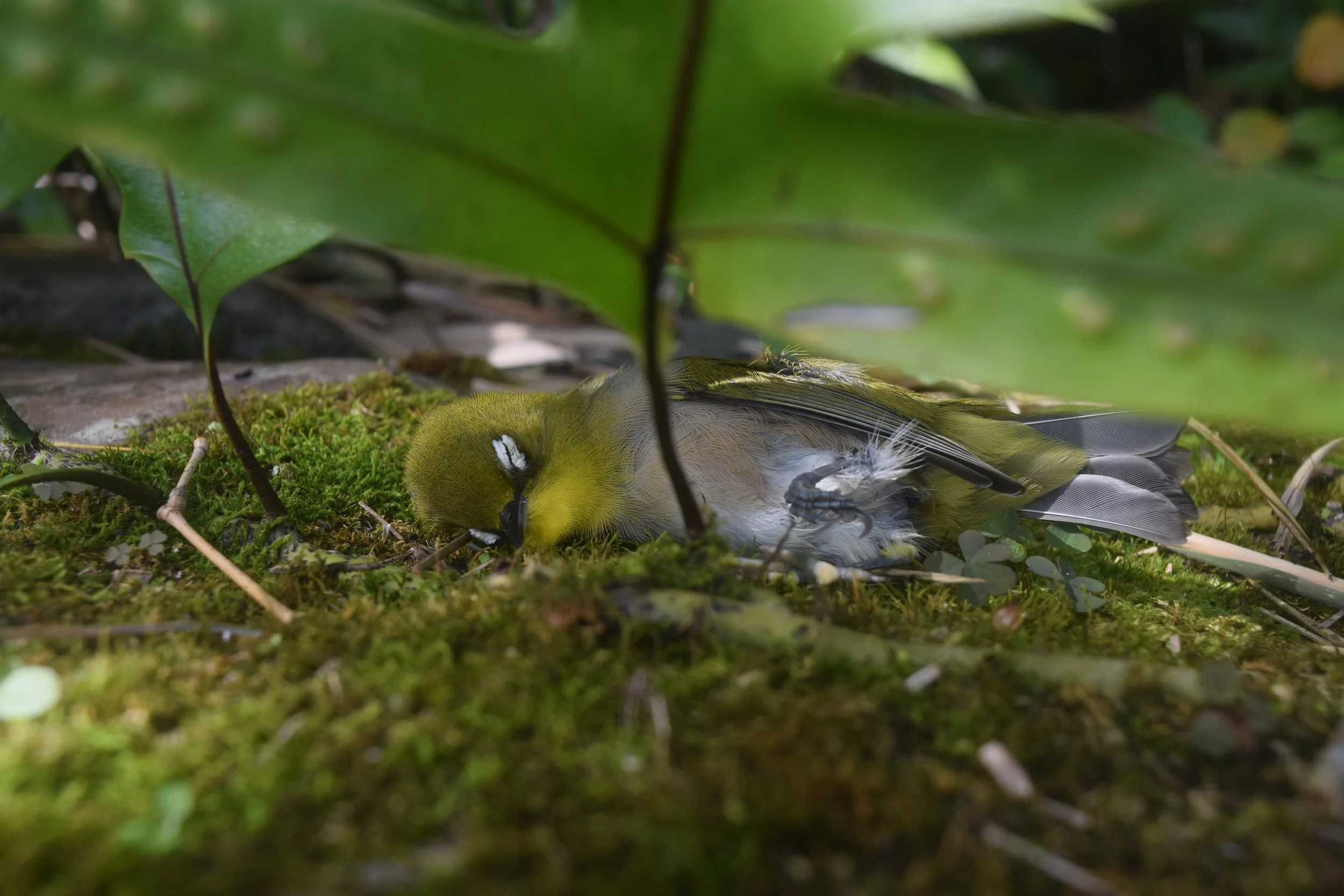 Do the Trees and Plants Whisper Secrets to You?