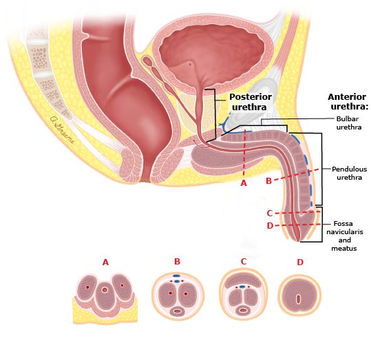 Austin Urologist Specializes In Male Urethral Stricture Disease E austin-urologist-specializes-in-male-urethral-stricture-disease-e
