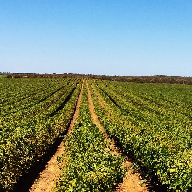 Murray River Organics Wastewater and Stormwater Management