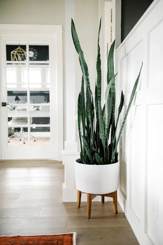 snake plant in modern planter.jpg
