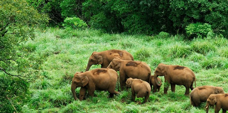 Elephants at Periyar Wildlife Sanctuary.