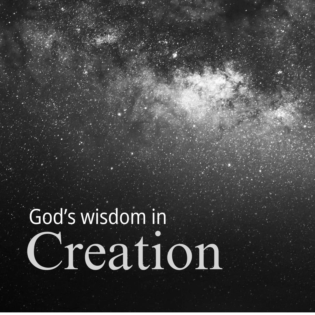 God's Wisdom In Creation