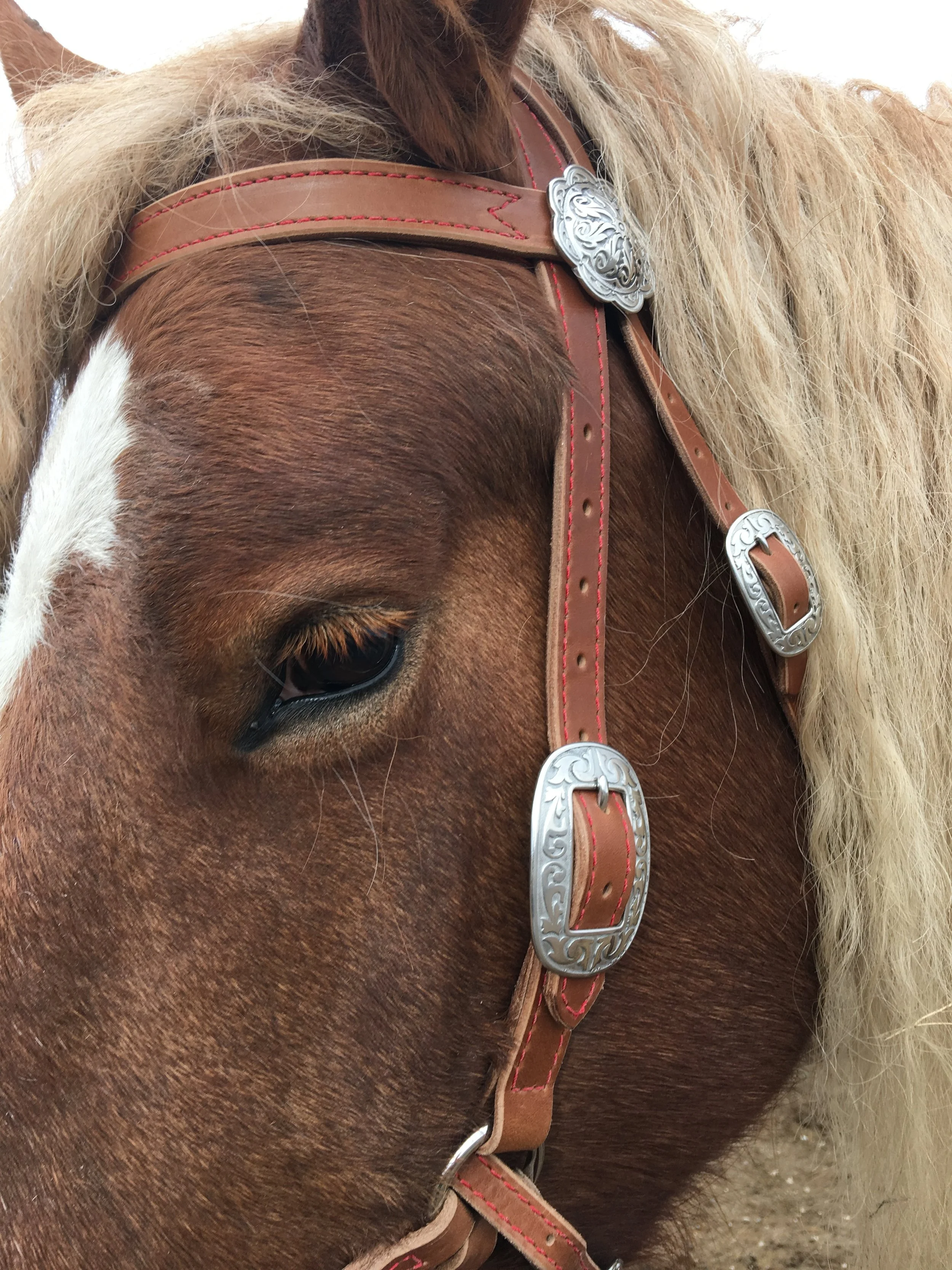 Mountain Side Pull Bridle, Draft Size