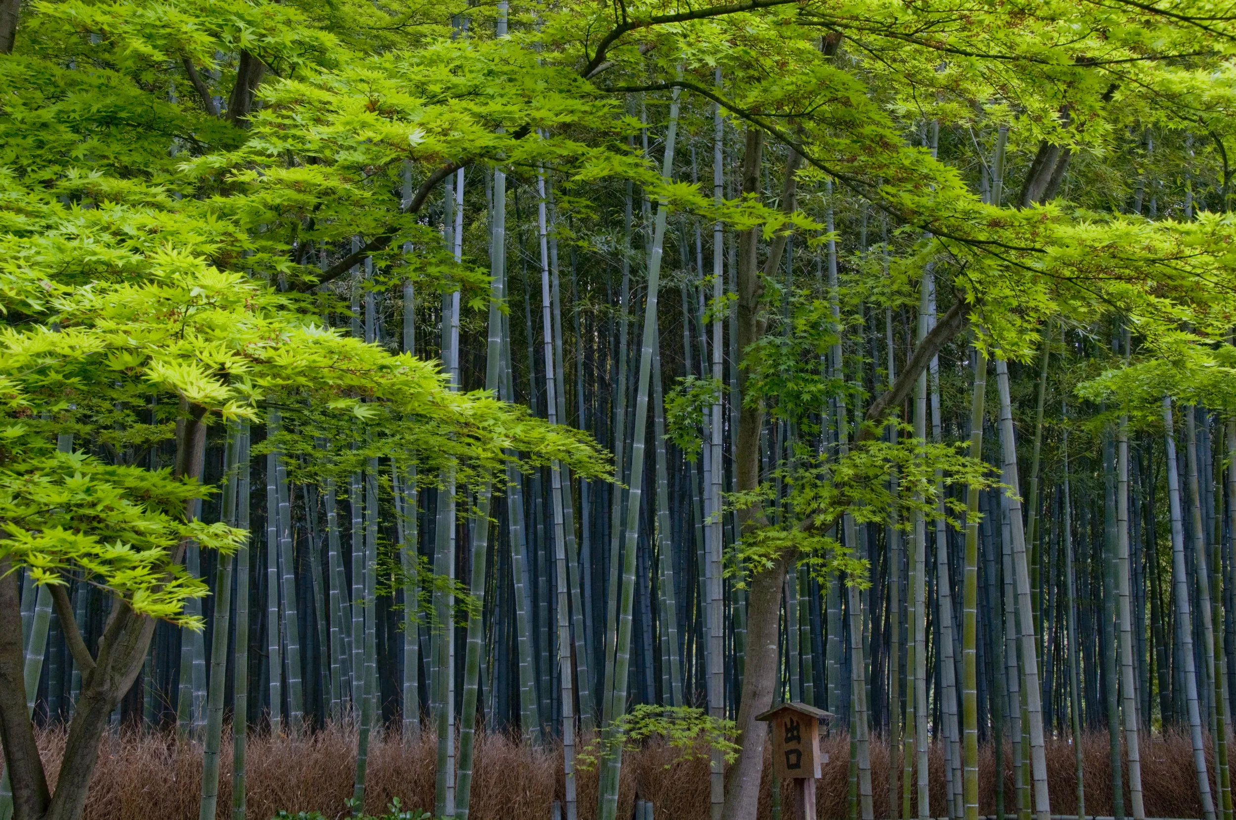 Bamboo Forests of Kyoto, Japan