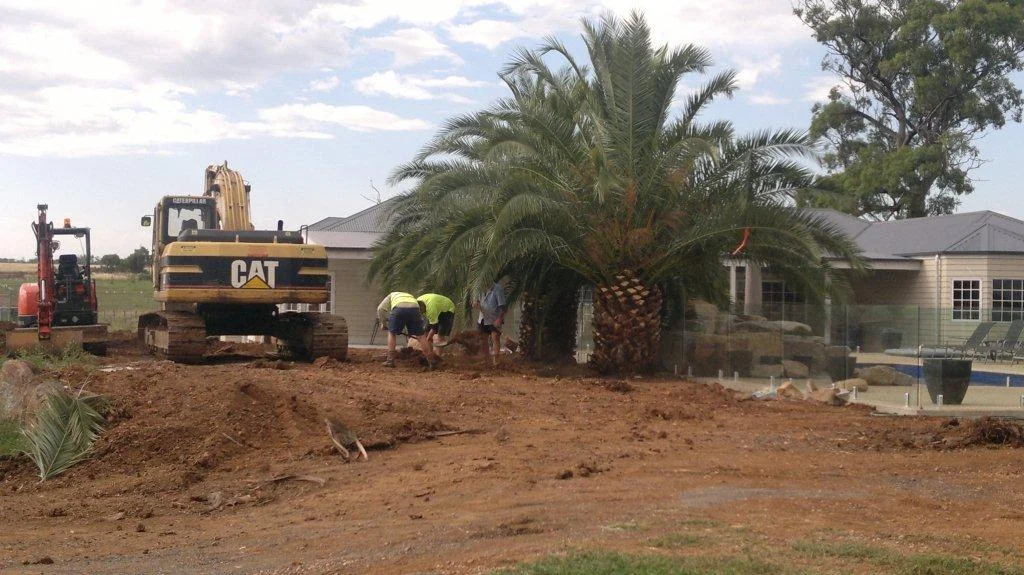 palm-tree-before-2.jpg