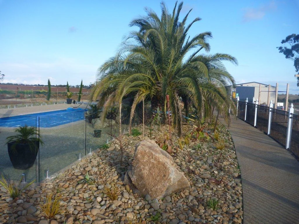 palm-tree-after.jpg