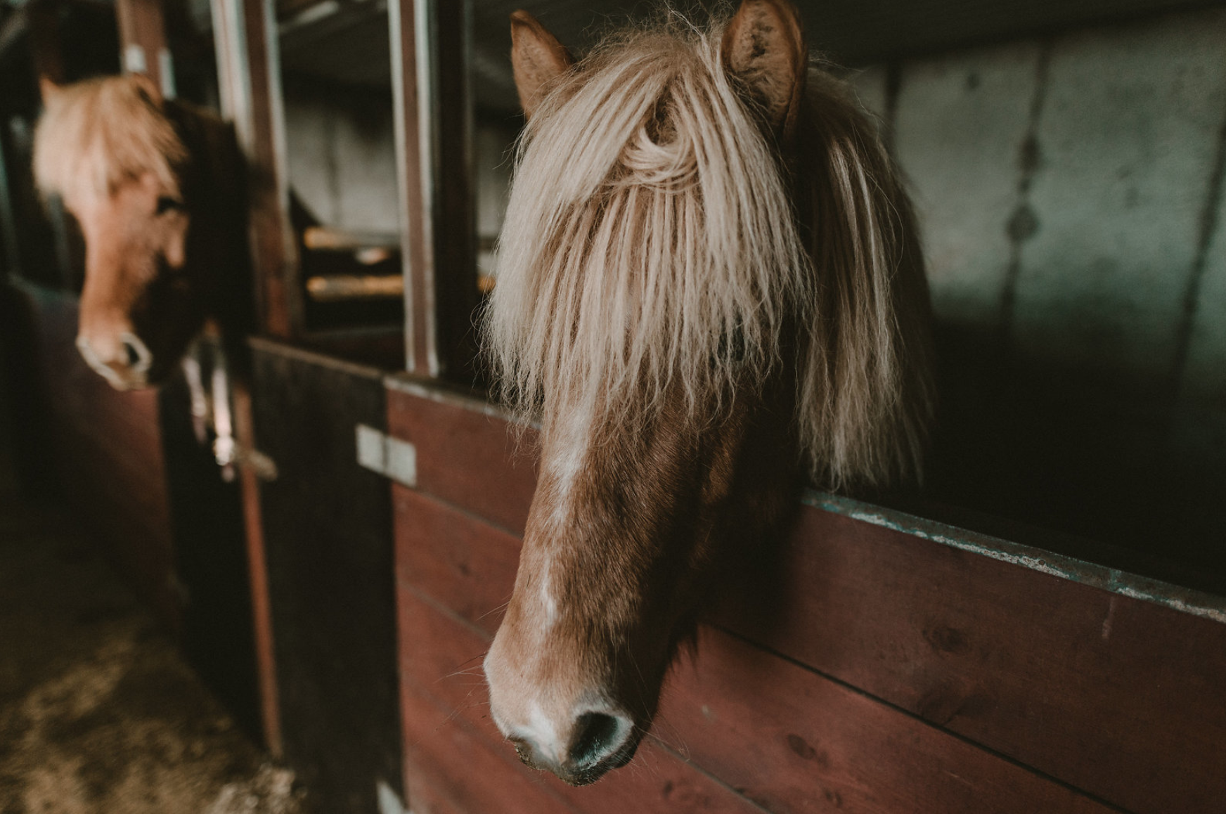 Hestheimar Horse Ranch and Guesthouse 