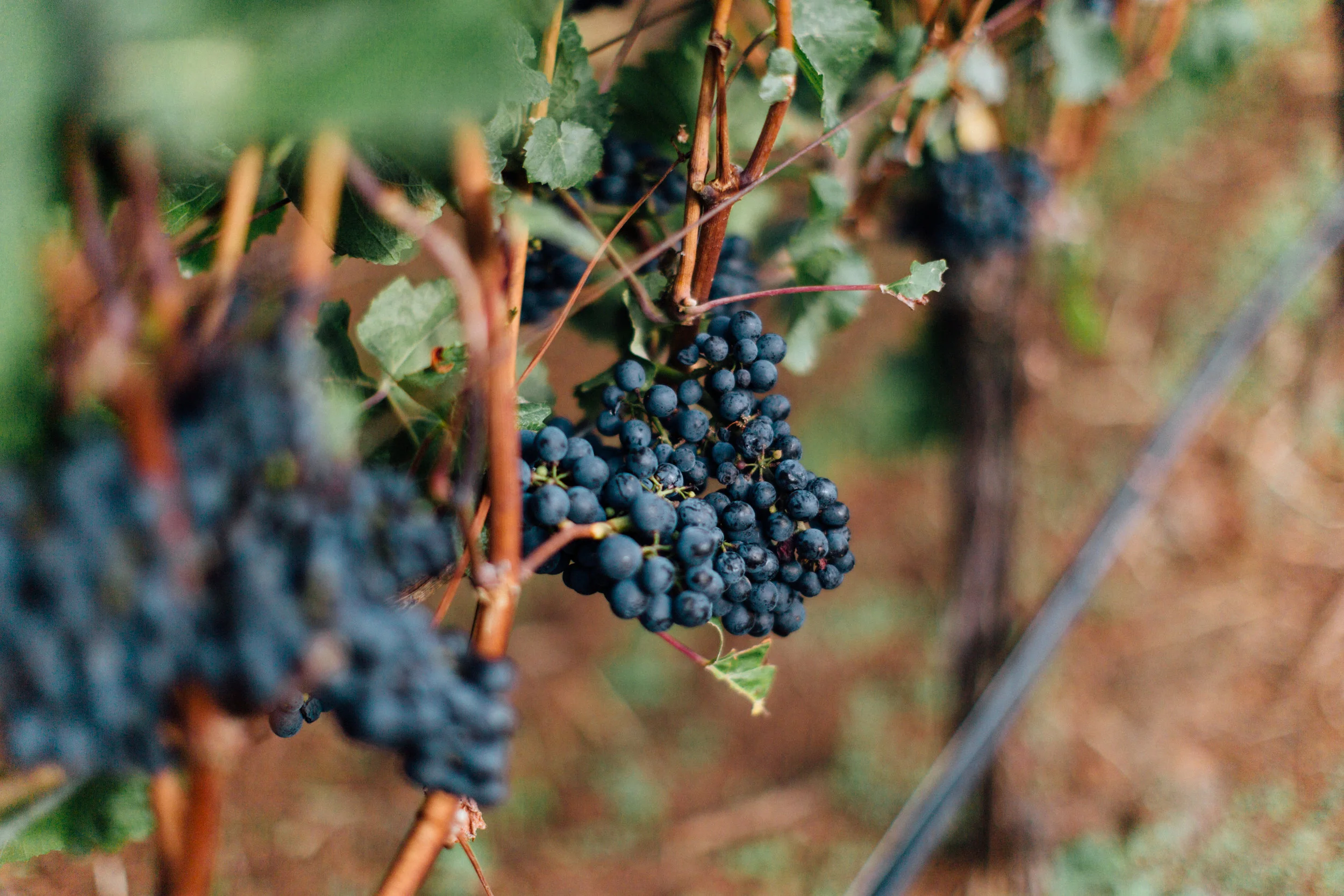 Zena Crown Vineyards