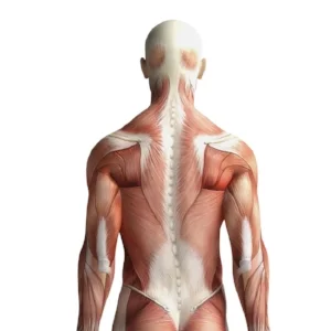 musculoskeletal-system.jpg