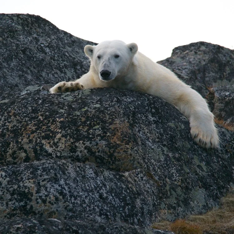 Polar Bear
