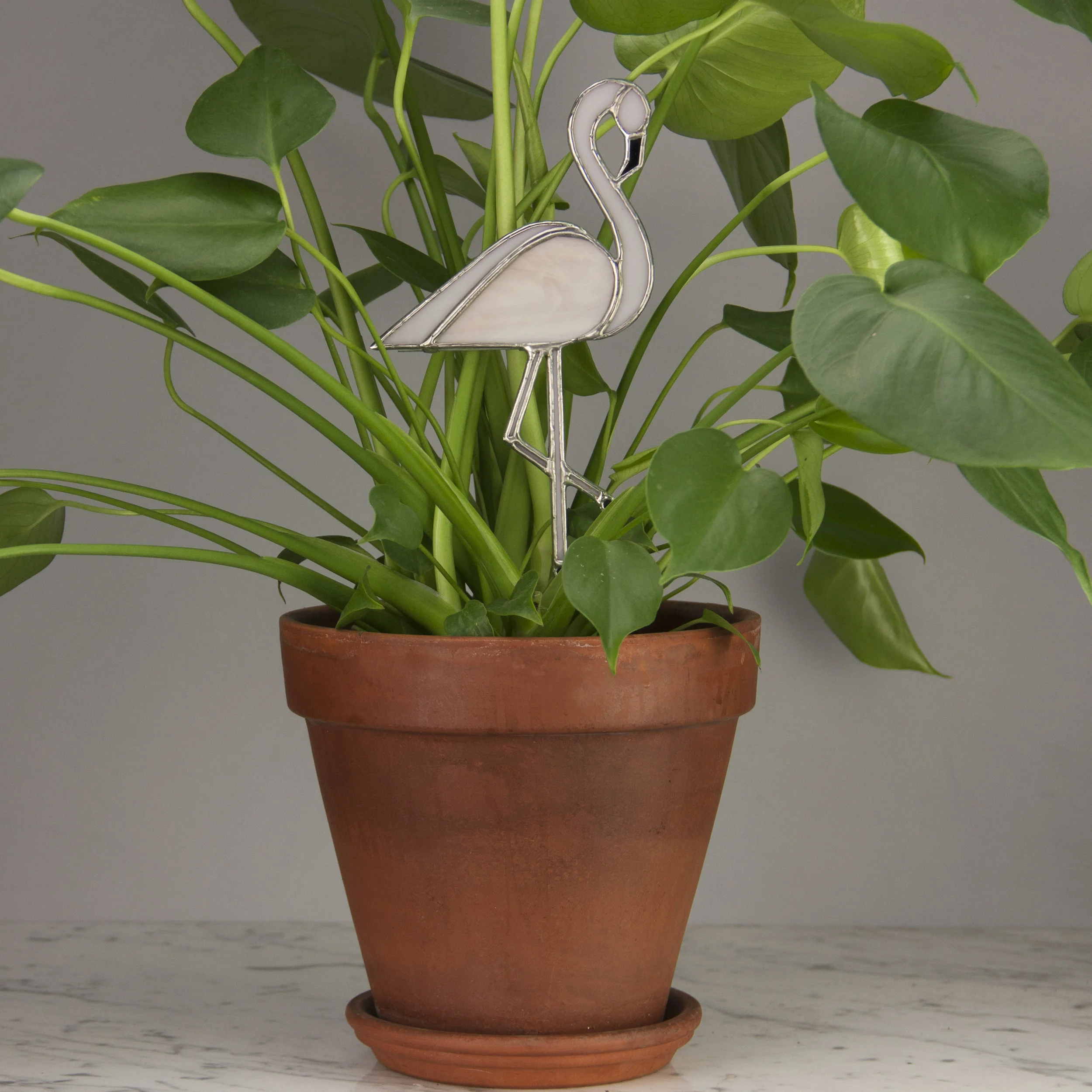 Flamingo_Monstera.jpg