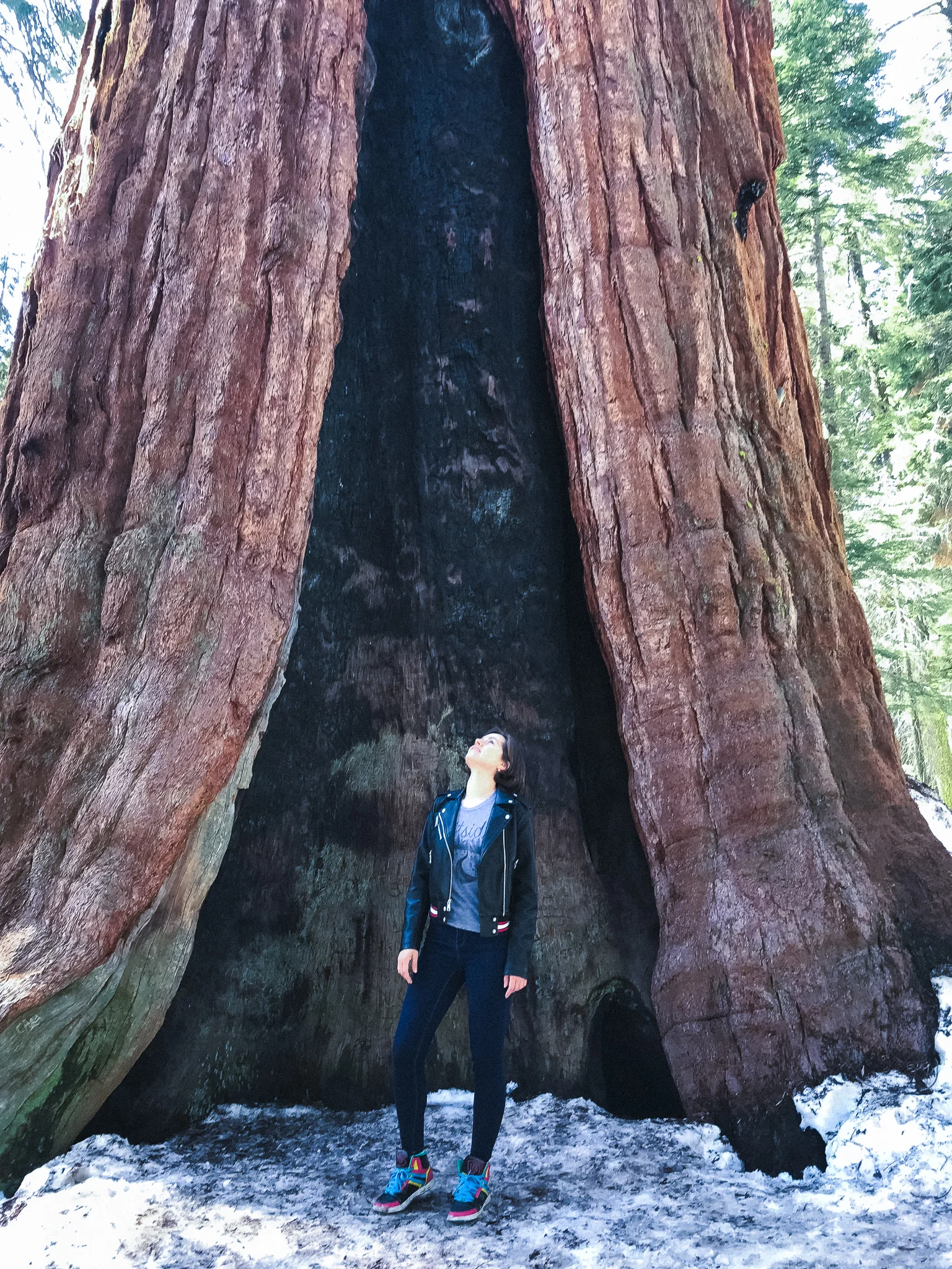 General Sherman Tree