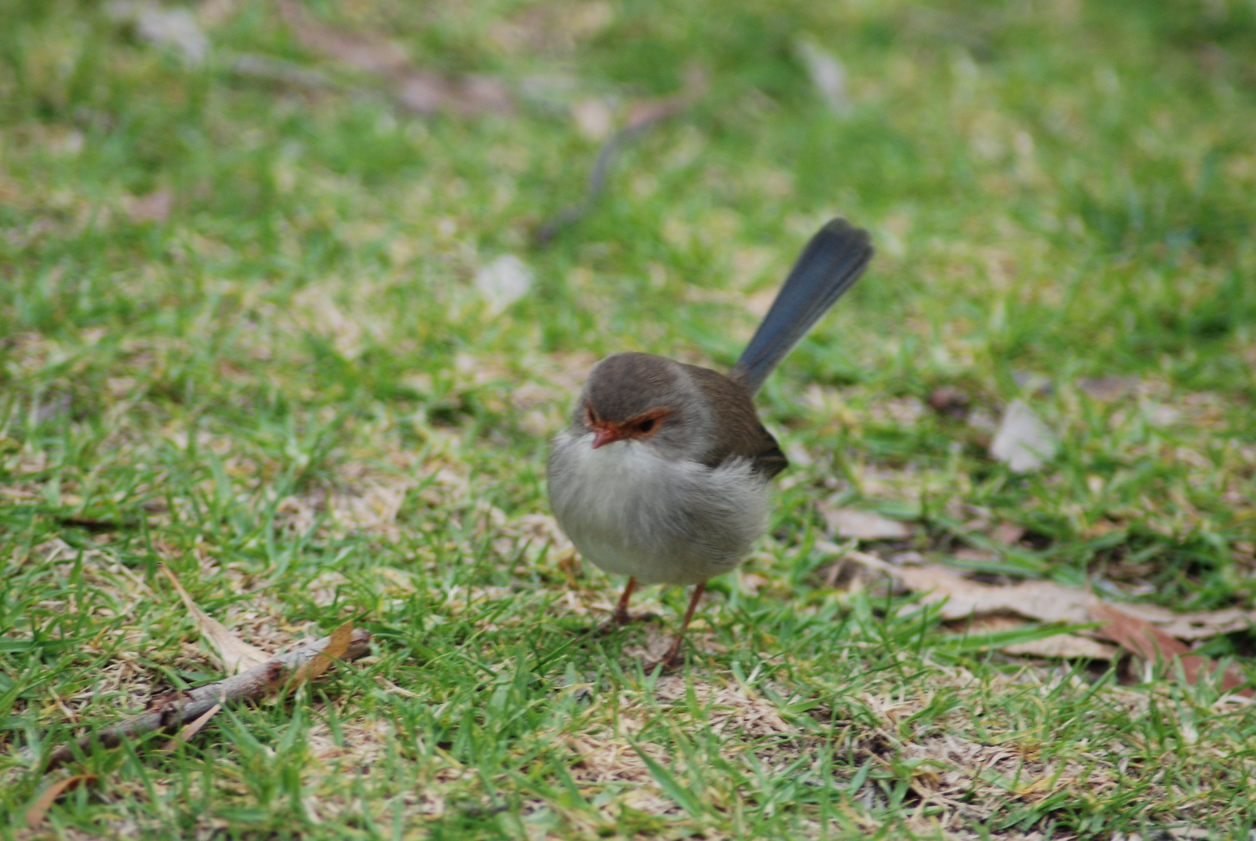 Birdlife in the Park